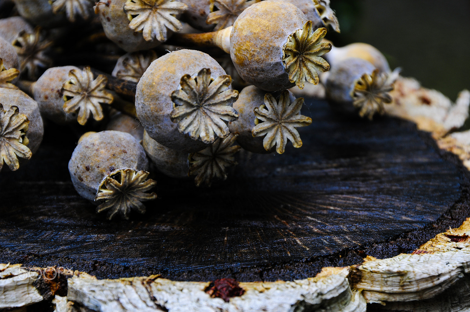 Nikon D300 + Tamron AF 18-270mm F3.5-6.3 Di II VC LD Aspherical (IF) MACRO sample photo. Poppy seed pods photography