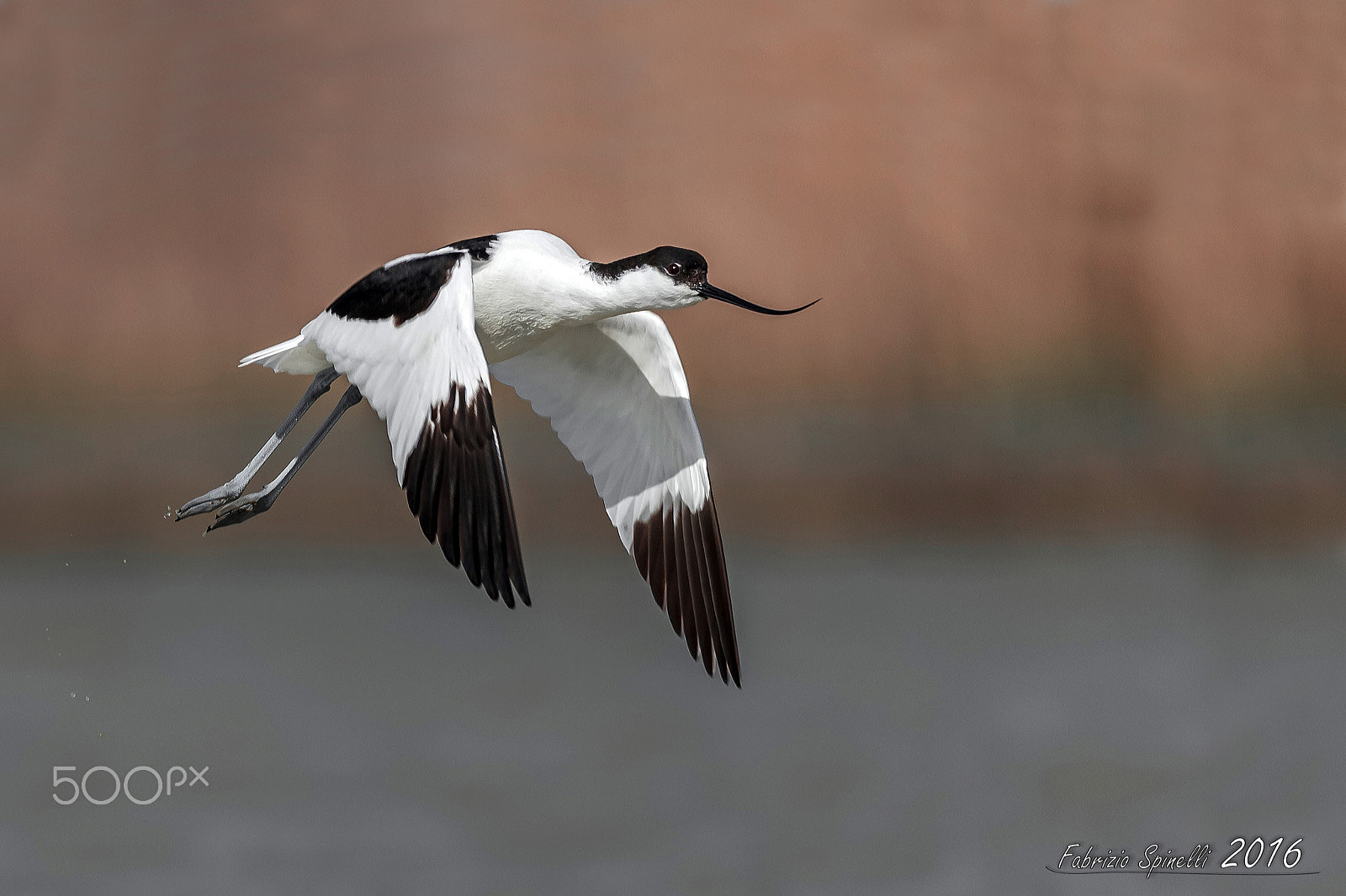 Sigma 150-600mm F5-6.3 DG OS HSM | C sample photo. Avocetta in decollo photography