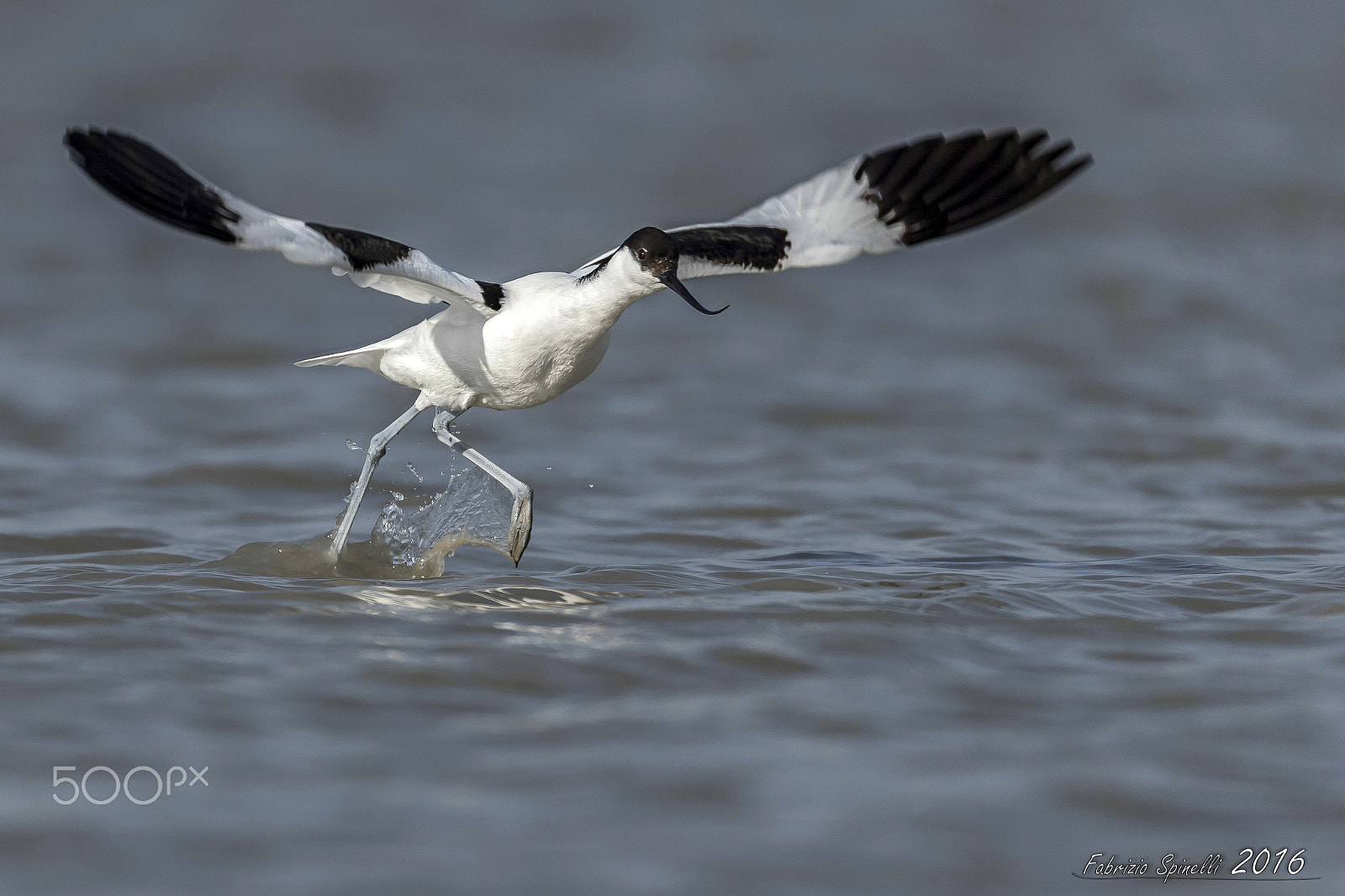 Sigma 150-600mm F5-6.3 DG OS HSM | C sample photo. Avocetta in decollo photography