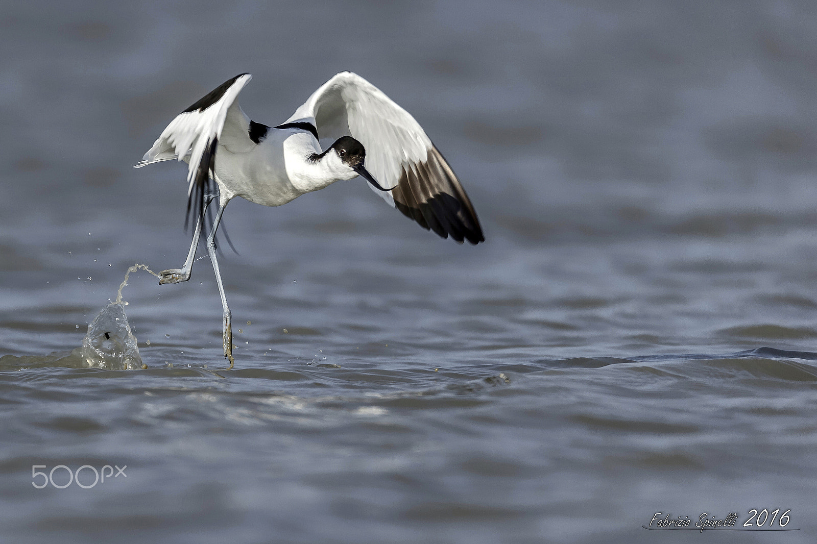 Sigma 150-600mm F5-6.3 DG OS HSM | C sample photo. Avocetta in decollo photography