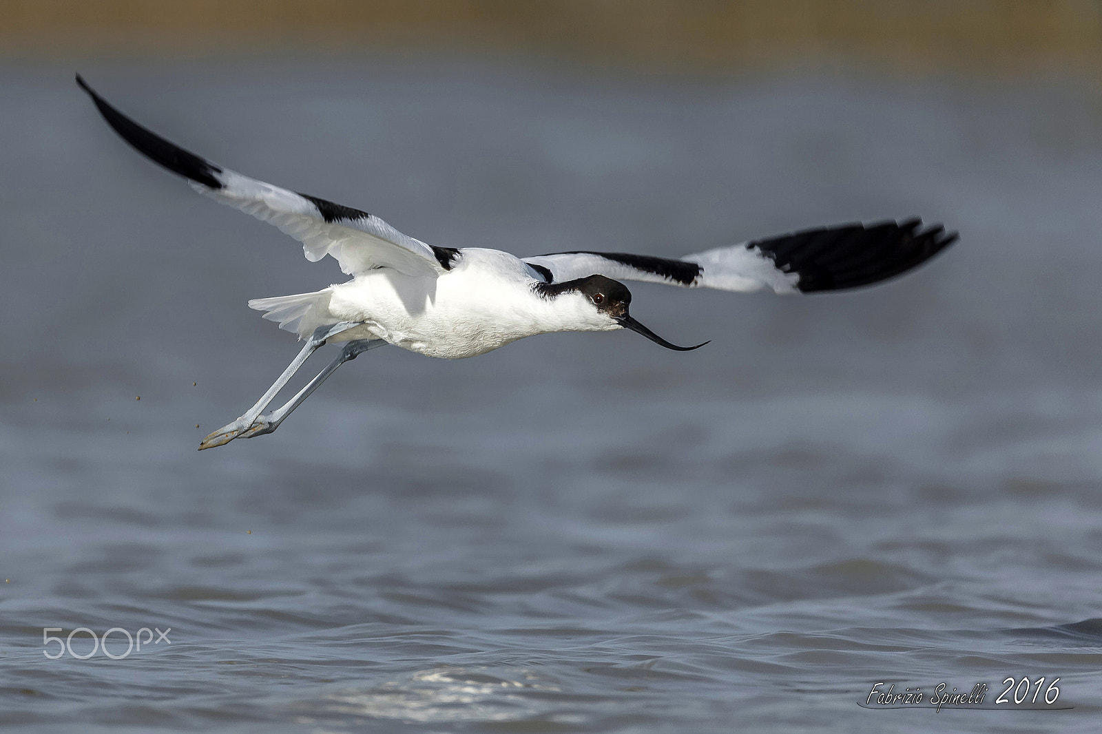 Sigma 150-600mm F5-6.3 DG OS HSM | C sample photo. Avocetta in decollo photography