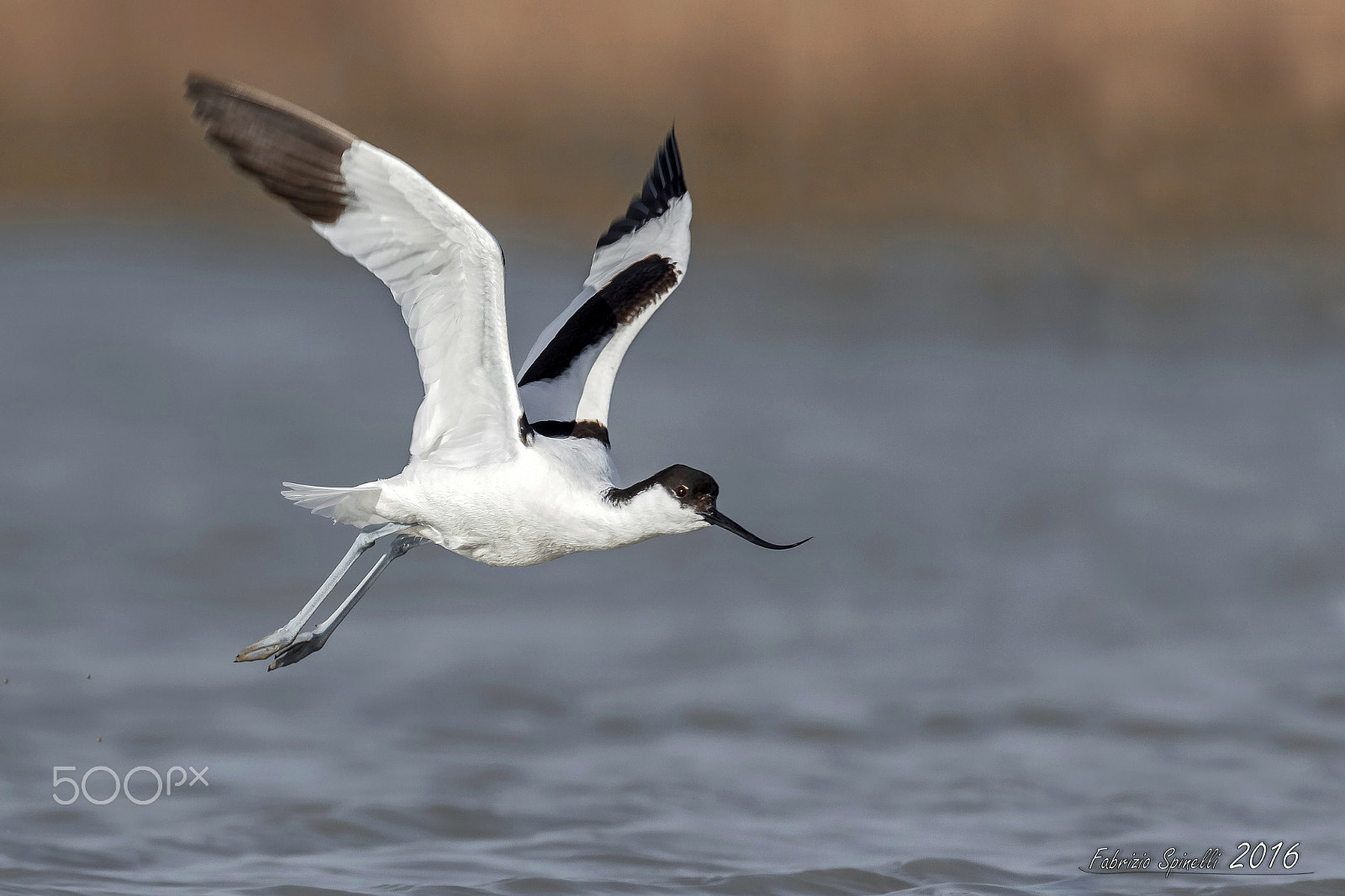Sigma 150-600mm F5-6.3 DG OS HSM | C sample photo. Avocetta in decollo photography