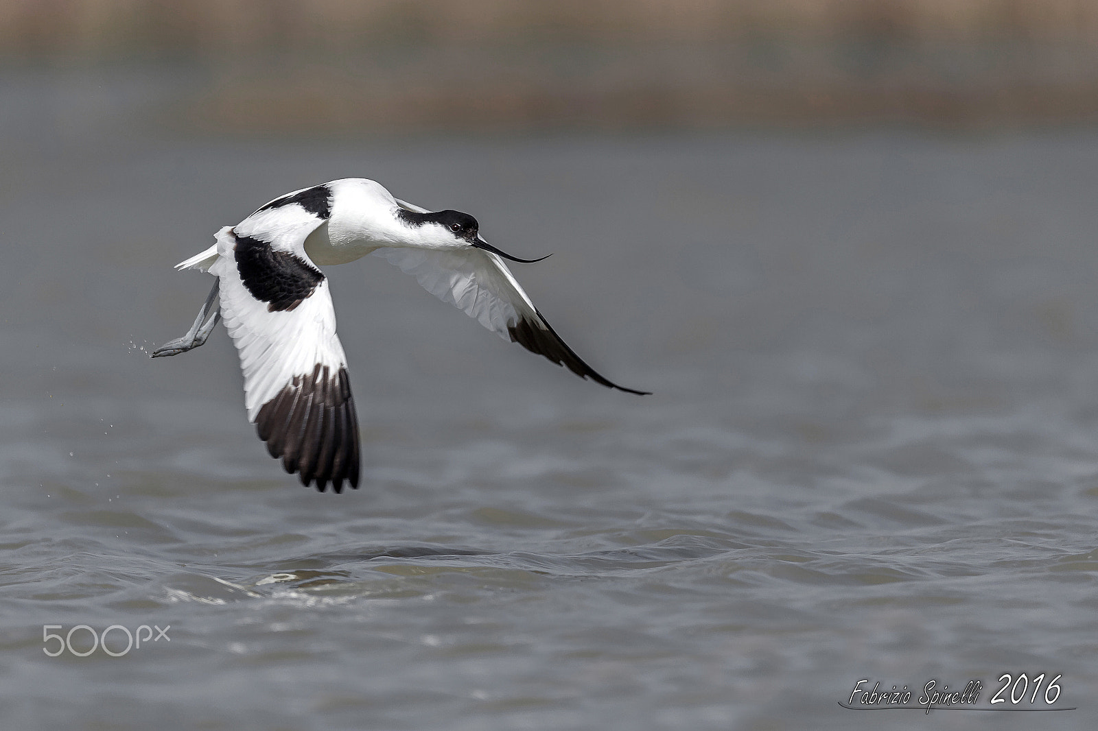 Sigma 150-600mm F5-6.3 DG OS HSM | C sample photo. Avocetta in decollo photography