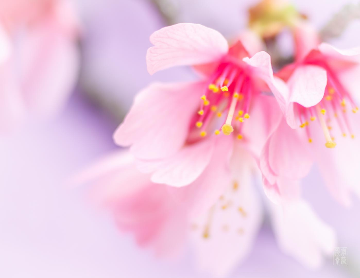 Canon EF 100mm F2.8 Macro USM sample photo. Spring flower photography