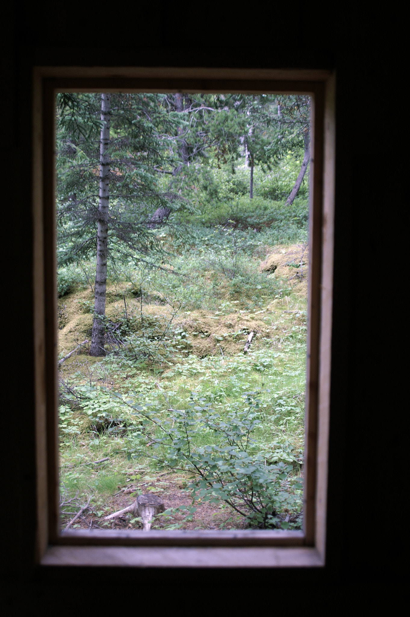 KONICA MINOLTA MAXXUM 5D sample photo. A forest view photography