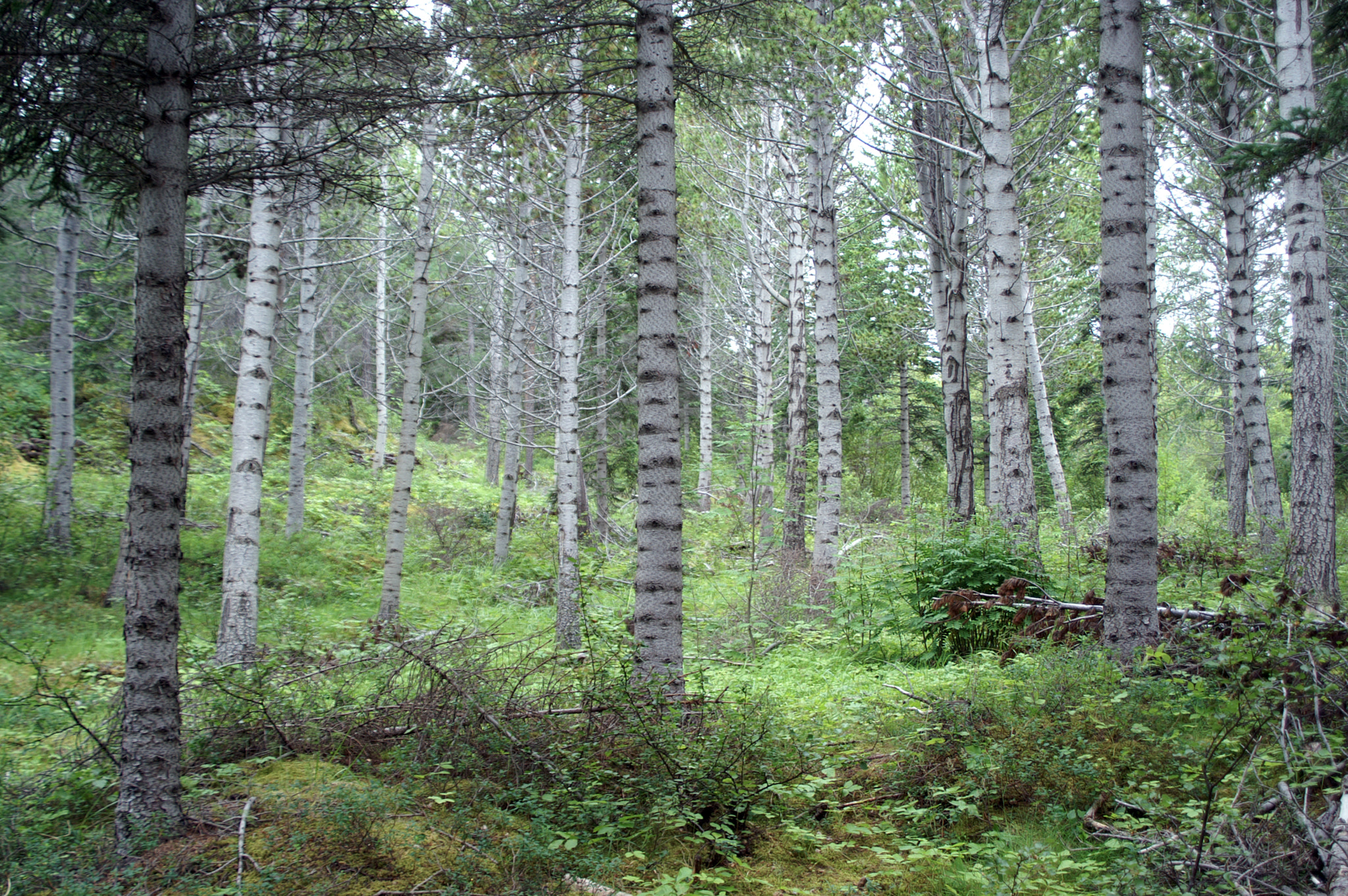 KONICA MINOLTA MAXXUM 5D sample photo. Enchanted forest photography