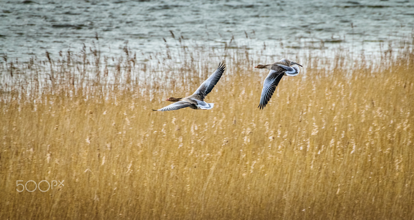 Sigma 50-500mm F4.5-6.3 DG OS HSM sample photo. Flying geese photography