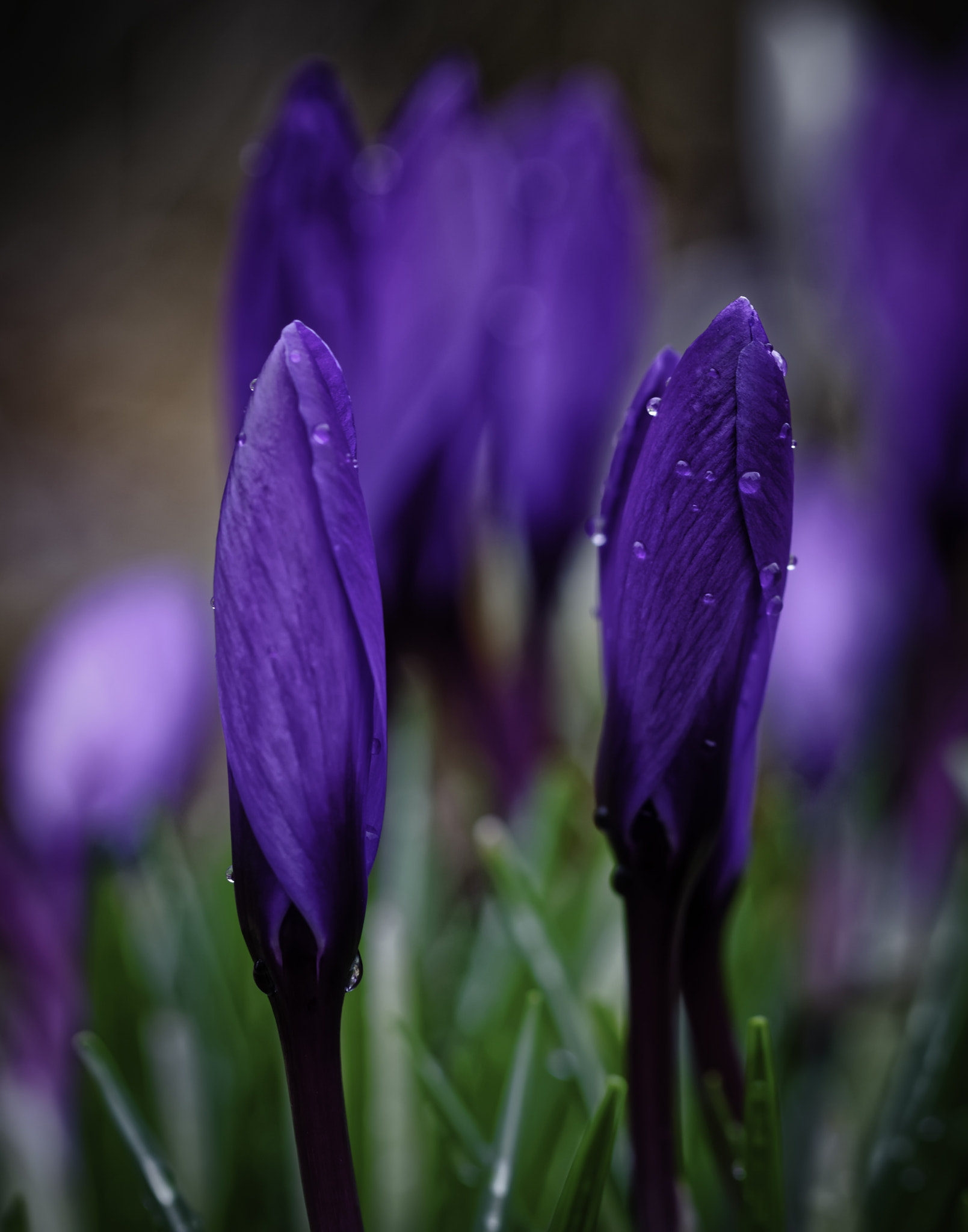 Sony a7 + Canon EF 100mm F2.8L Macro IS USM sample photo. Cold morning. photography