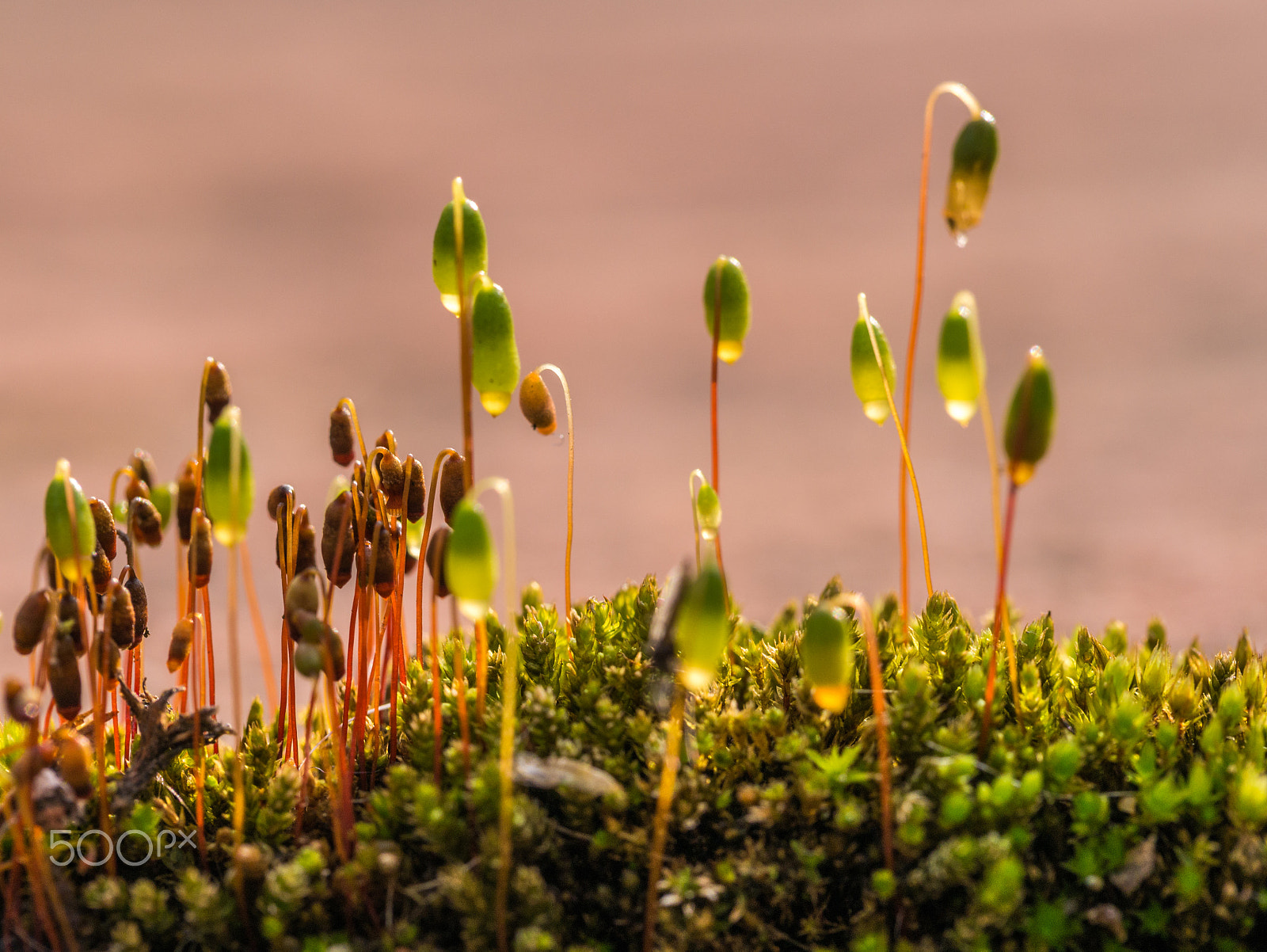 Panasonic Leica DG Macro-Elmarit 45mm F2.8 ASPH OIS sample photo. Mini plants photography