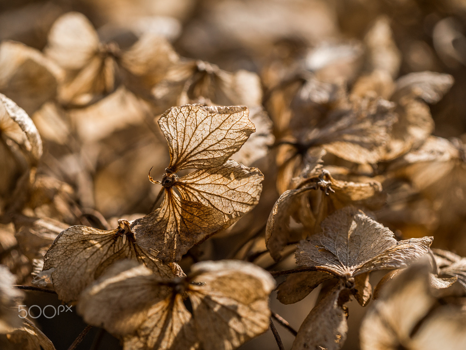 Panasonic Leica DG Macro-Elmarit 45mm F2.8 ASPH OIS sample photo. Dry leaves photography