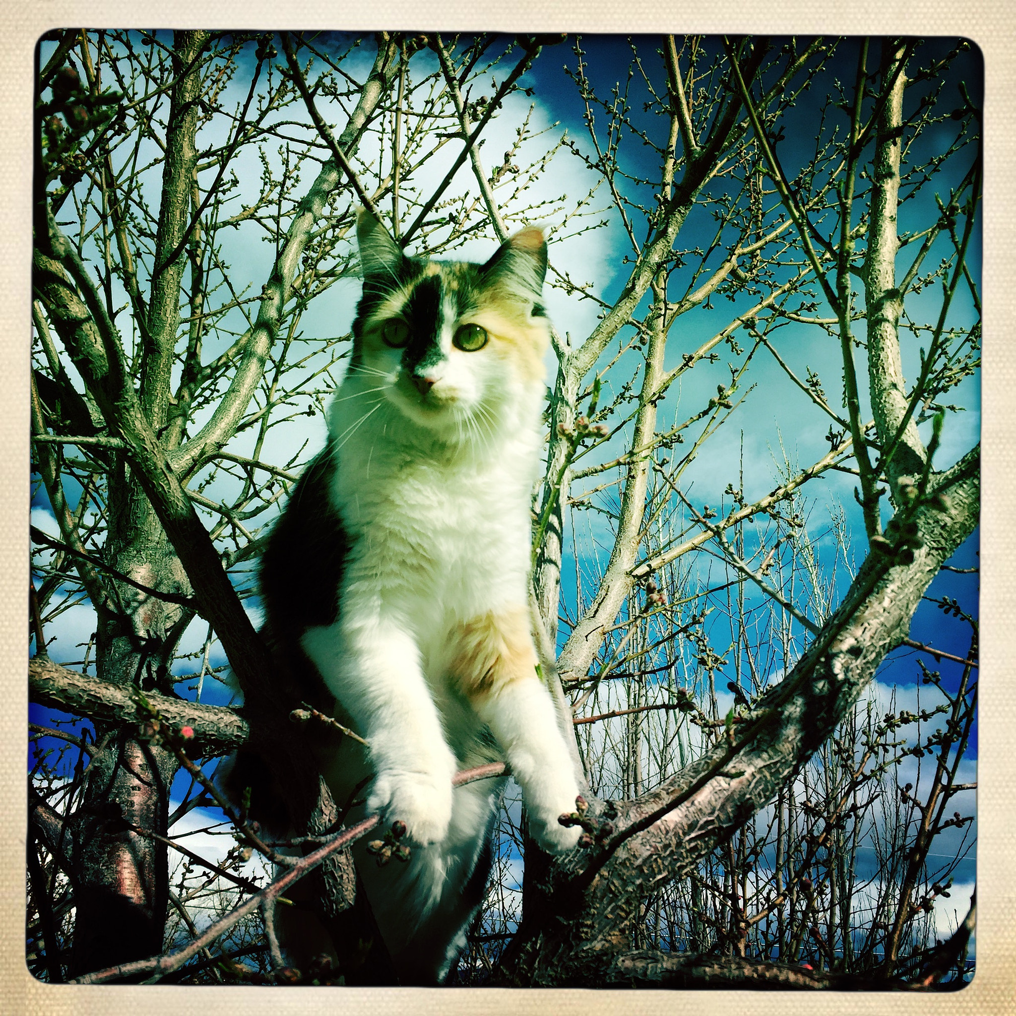 Hipstamatic 311 sample photo. C å t photography