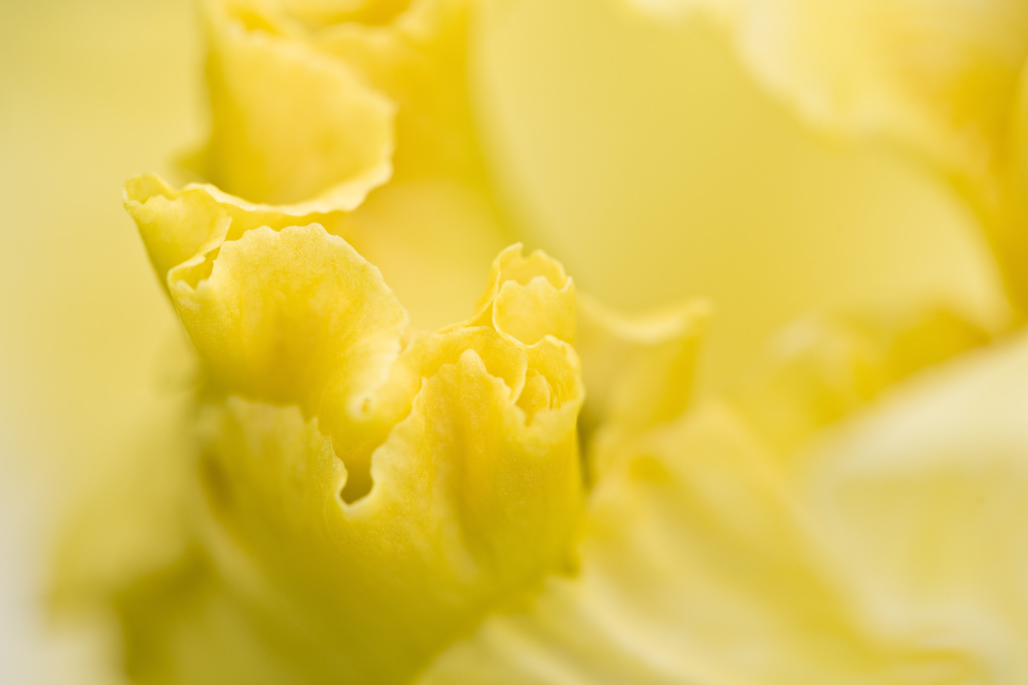 Canon EOS 5D + Canon EF 100mm F2.8 Macro USM sample photo. Yellow iris humilis flower.  macro shot. photography