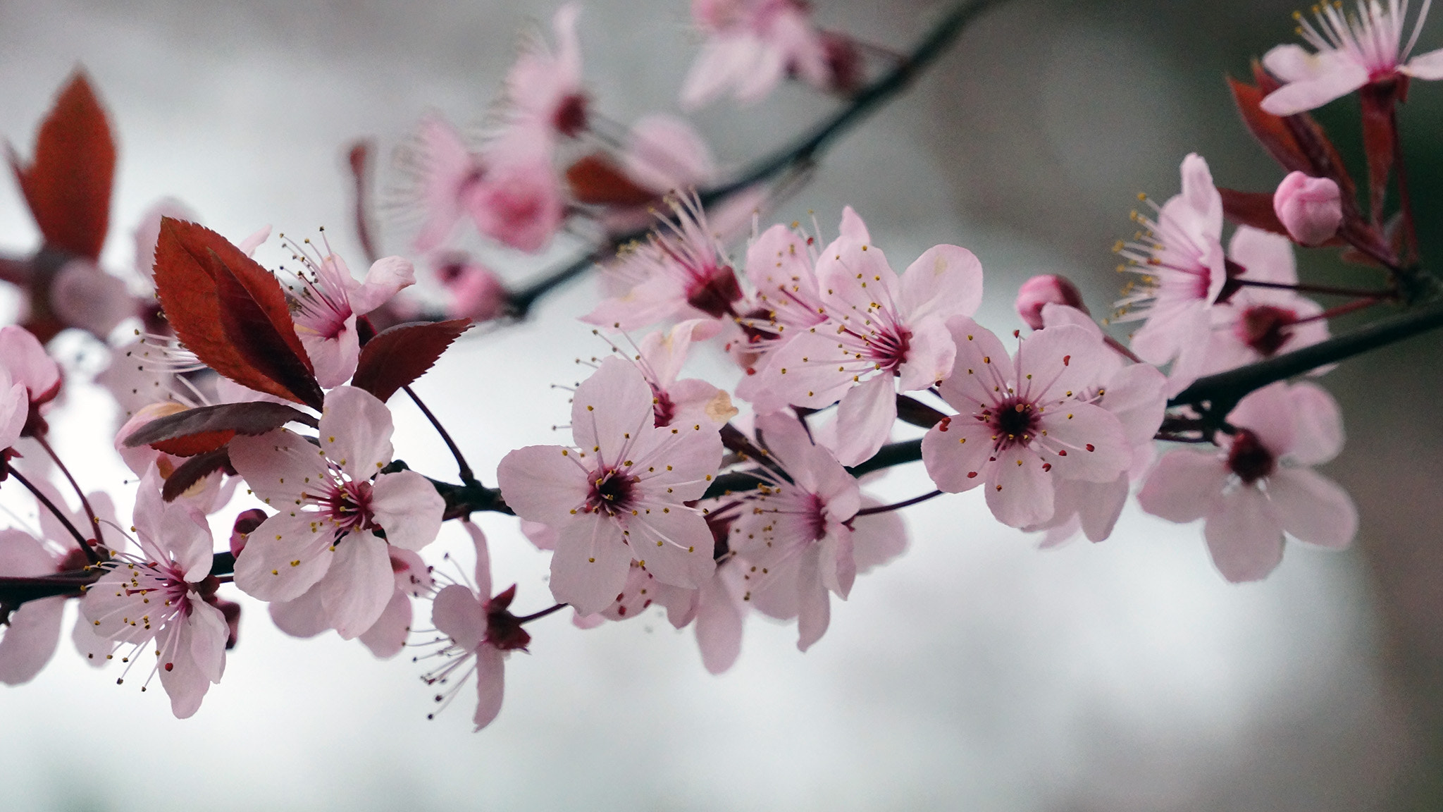Sony E 18-200mm F3.5-6.3 OSS sample photo. Cherry blossom photography