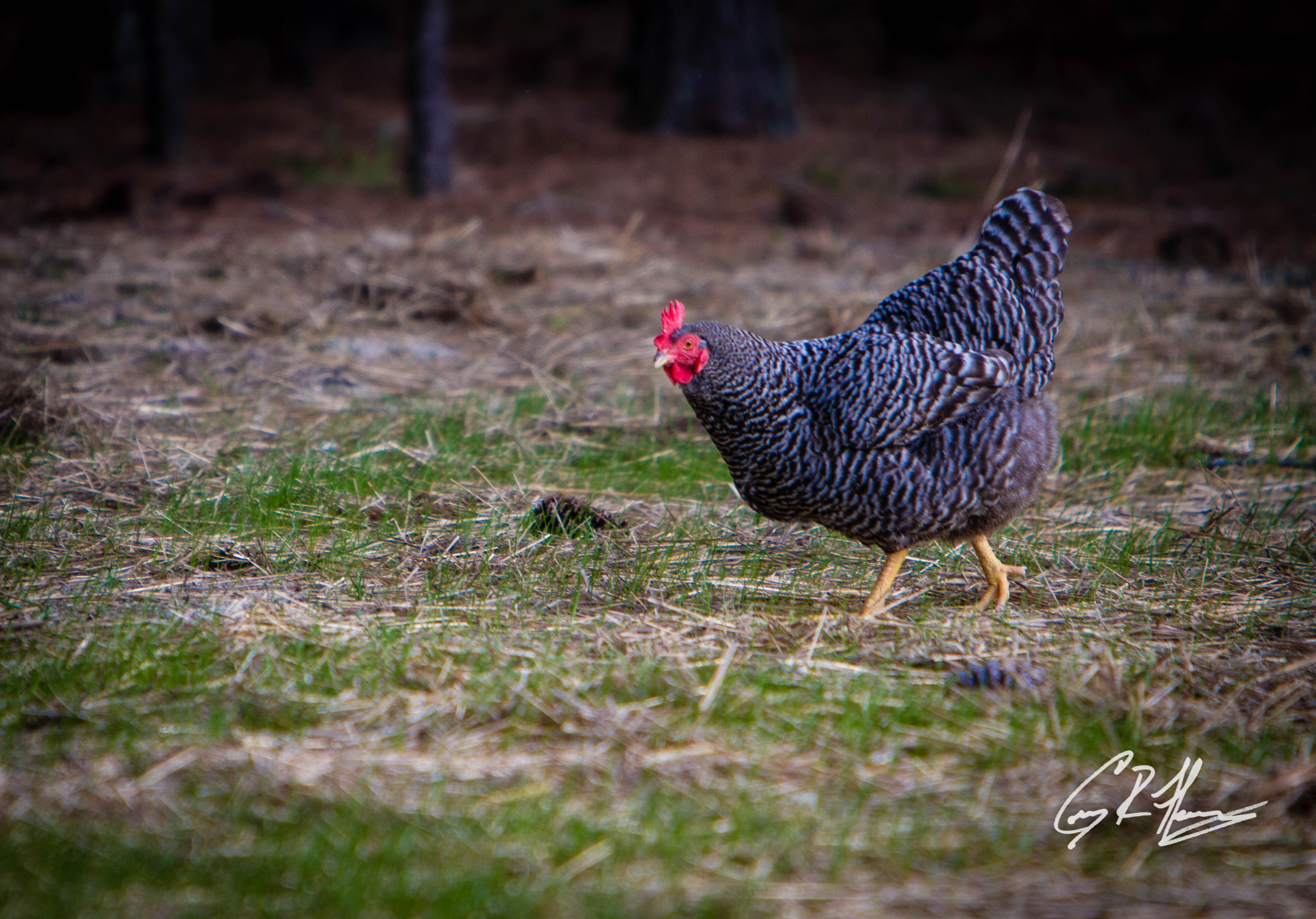 Canon EF 70-200mm F2.8L IS USM sample photo