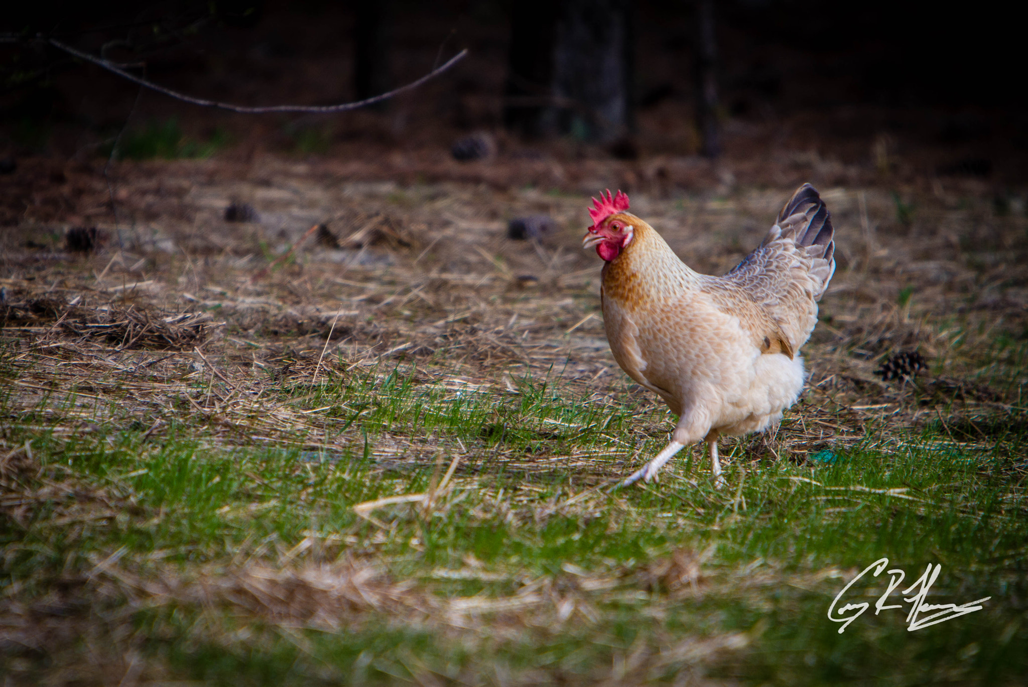 Canon EF 70-200mm F2.8L IS USM sample photo