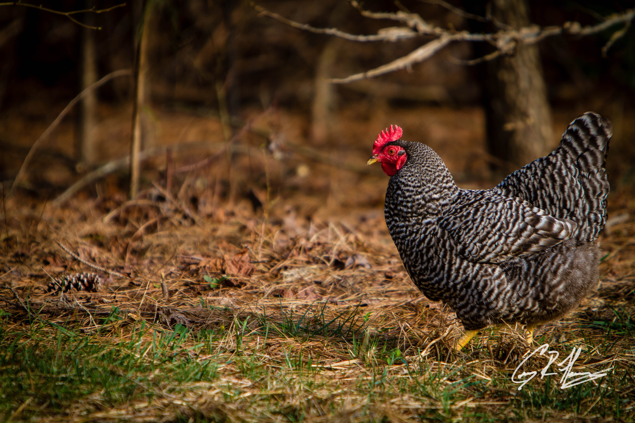 Canon EOS 7D + Canon EF 70-200mm F2.8L IS USM sample photo