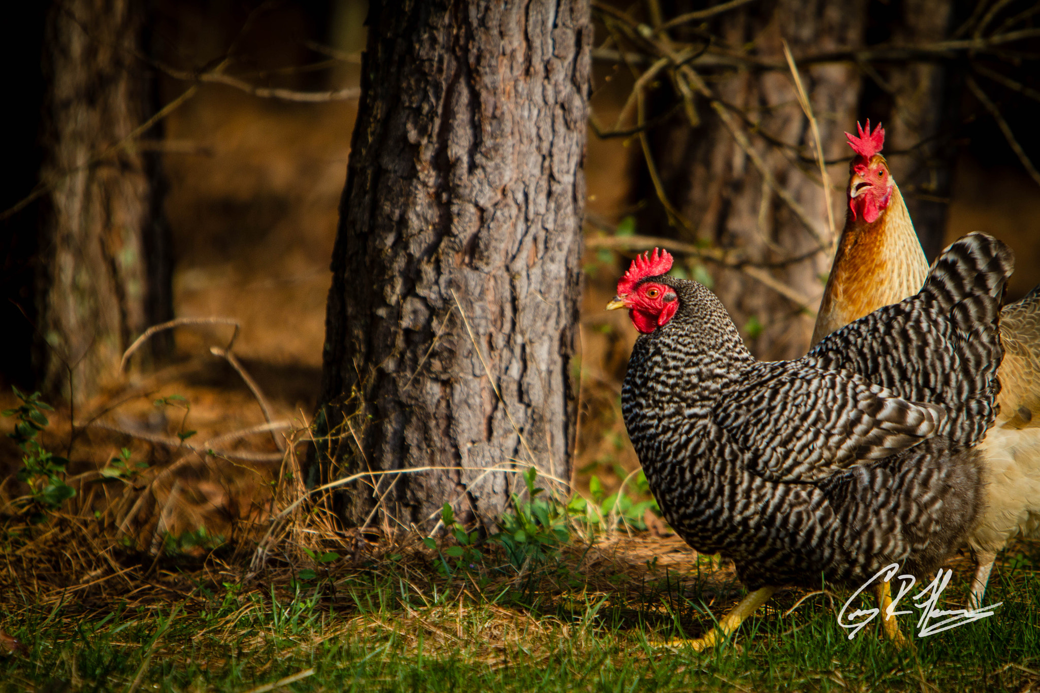 Canon EF 70-200mm F2.8L IS USM sample photo