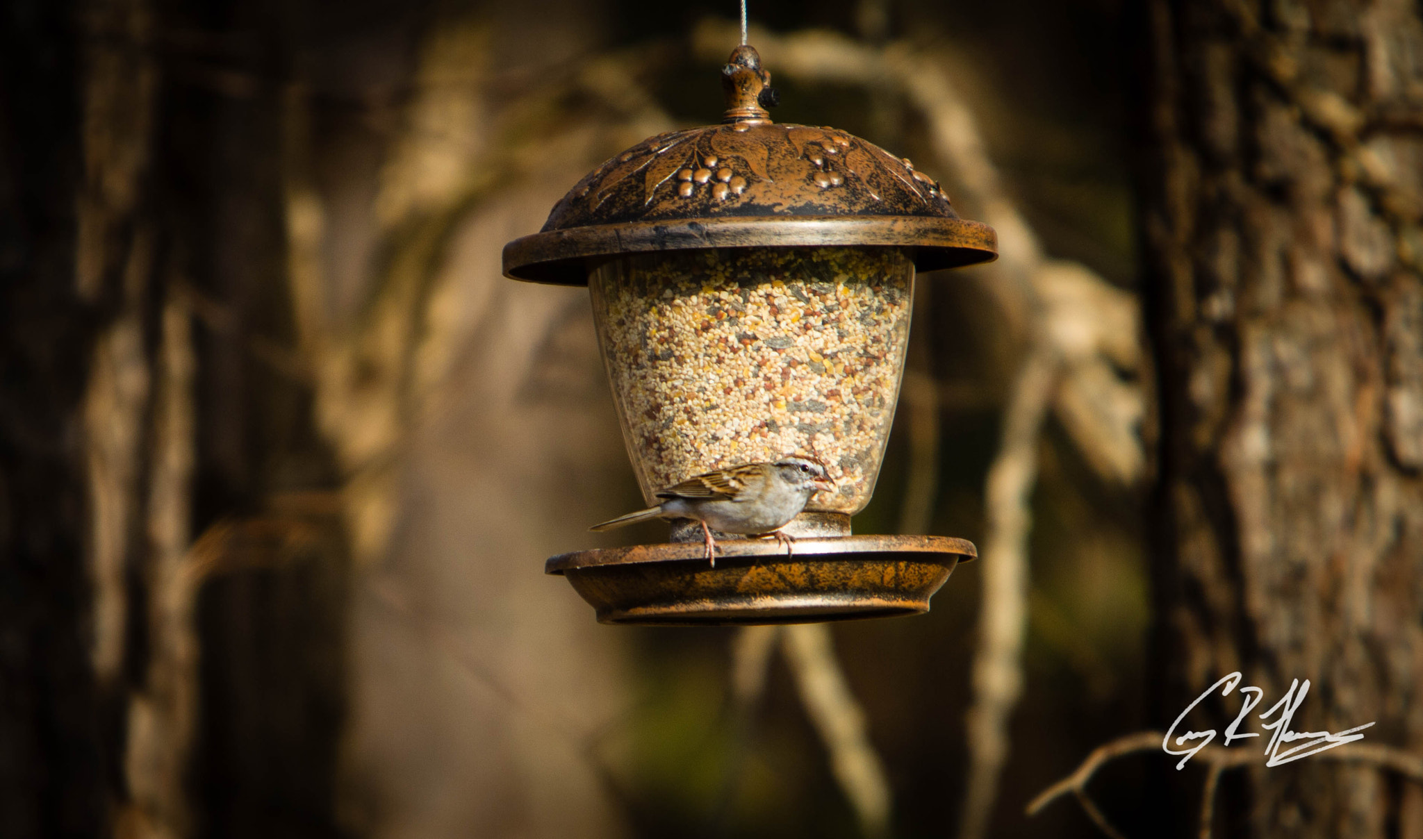 Canon EF 70-200mm F2.8L IS USM sample photo