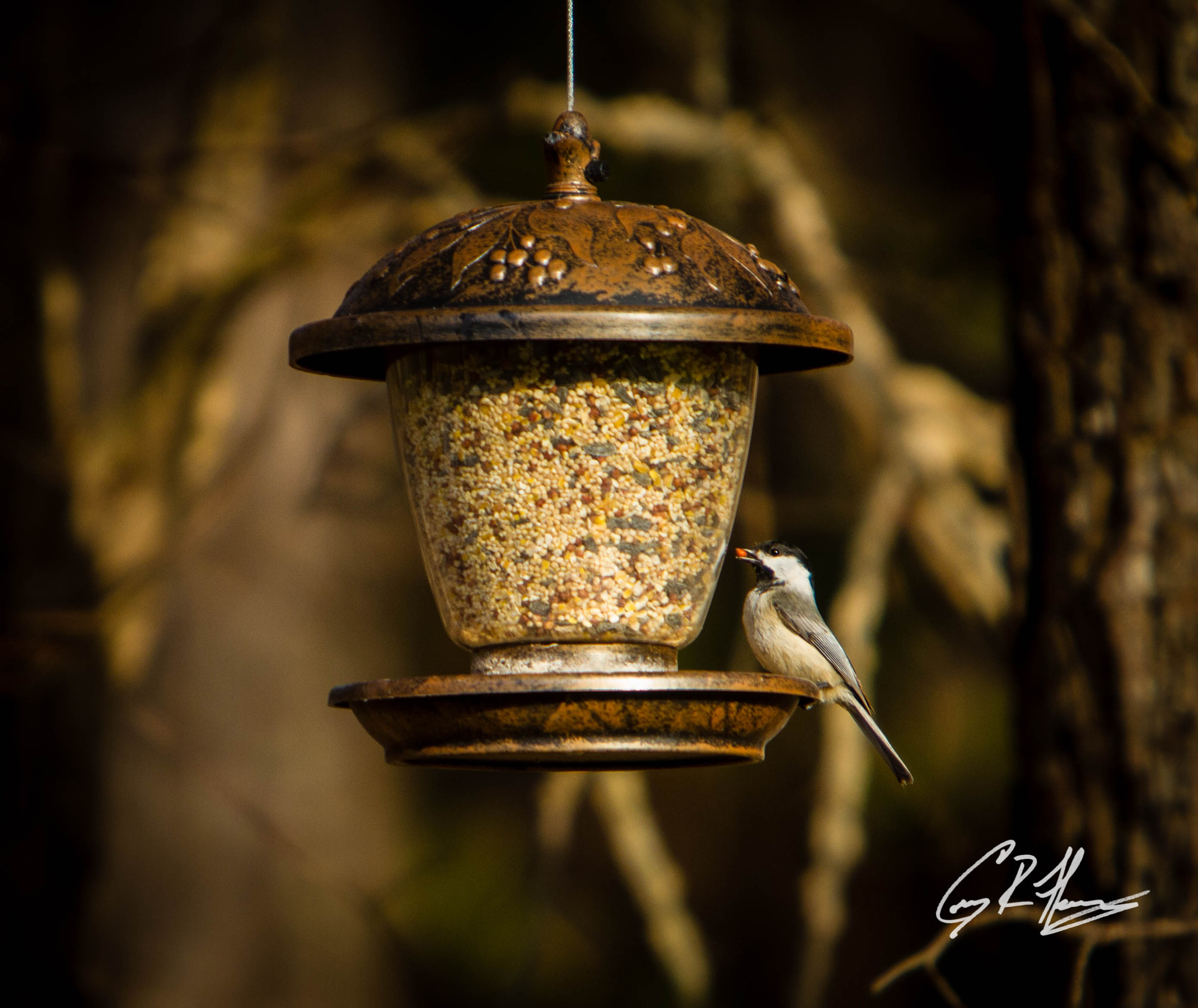 Canon EF 70-200mm F2.8L IS USM sample photo