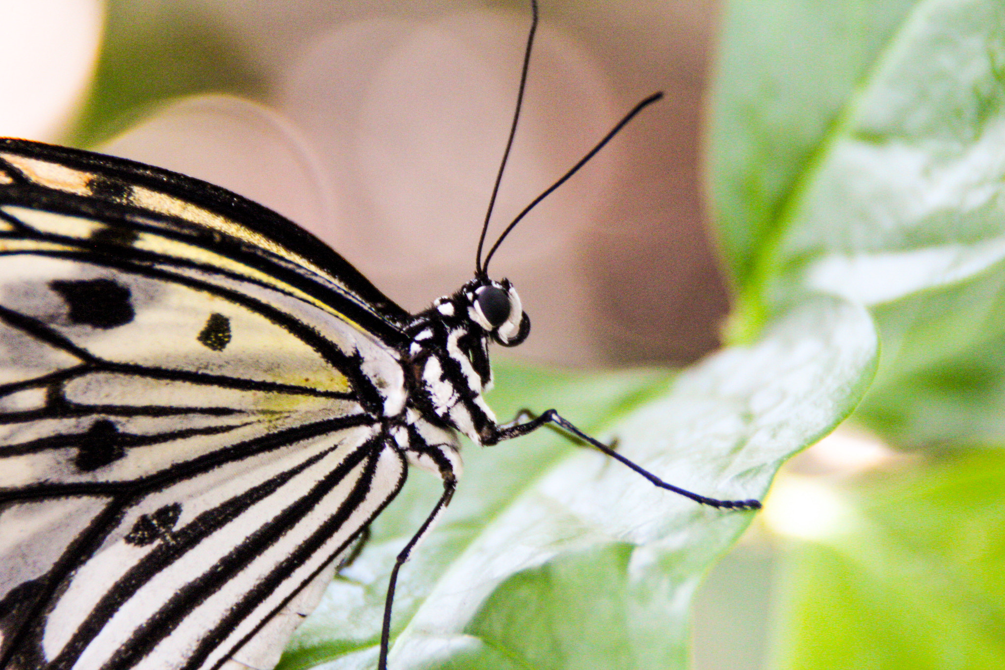 Canon EOS 600D (Rebel EOS T3i / EOS Kiss X5) + Canon 18-200mm sample photo. Butterfly house visit photography