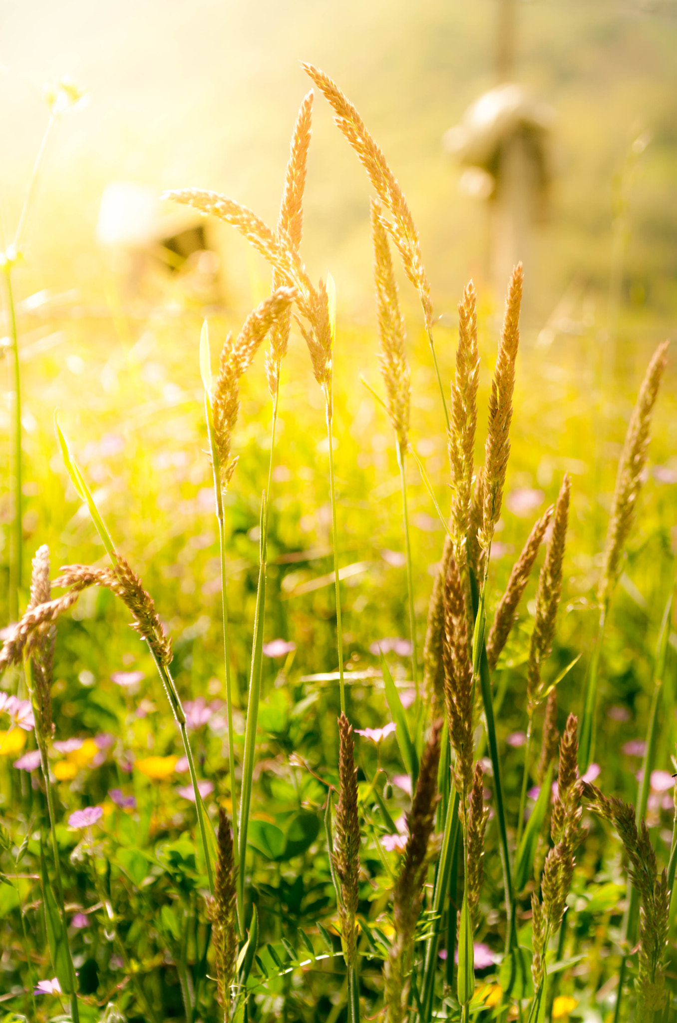 Sigma 24-70mm F2.8 EX DG Macro sample photo. Through golden fields photography