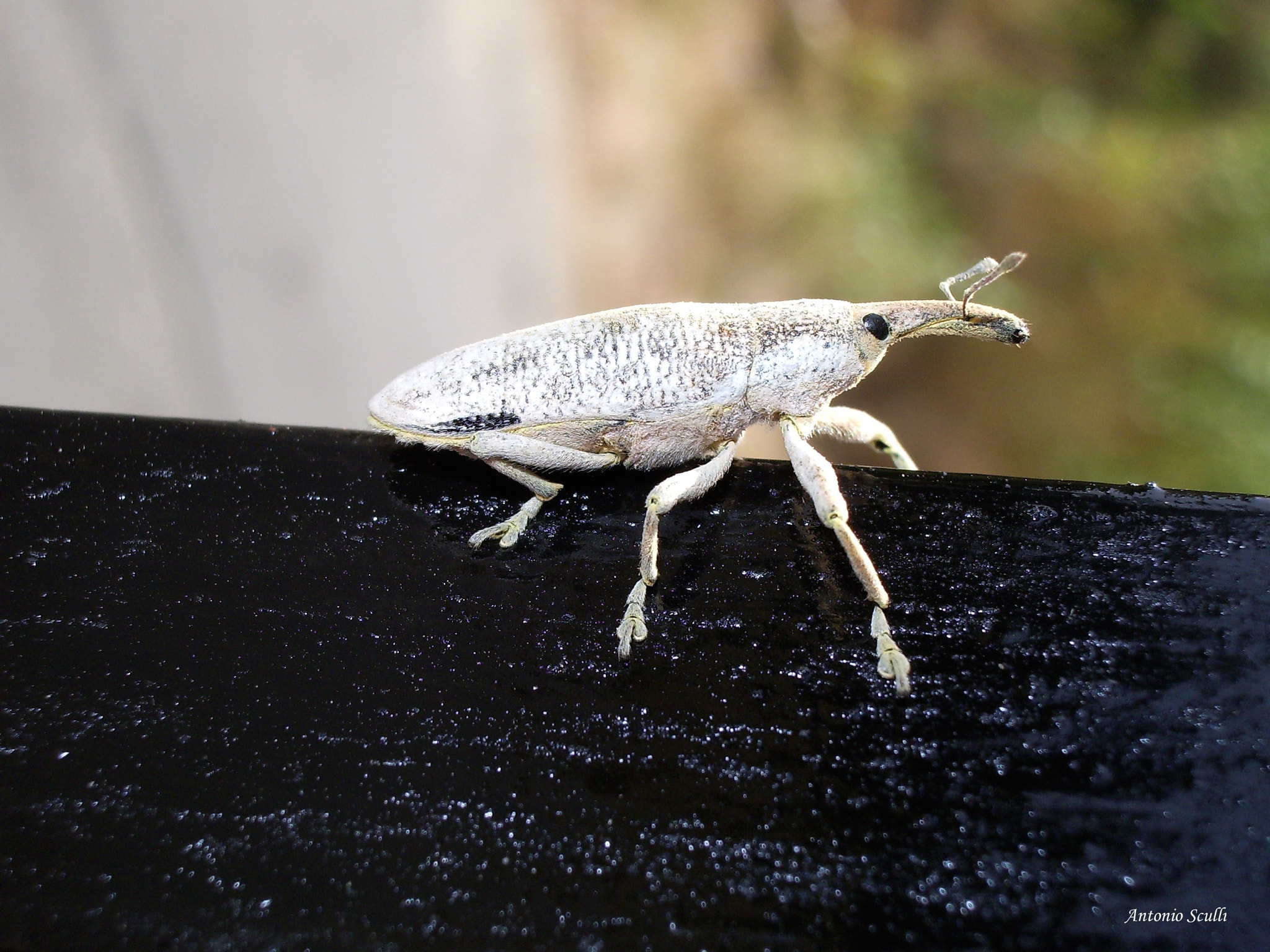 Pentax OPTIO S60 sample photo. ... insetto ................ photography