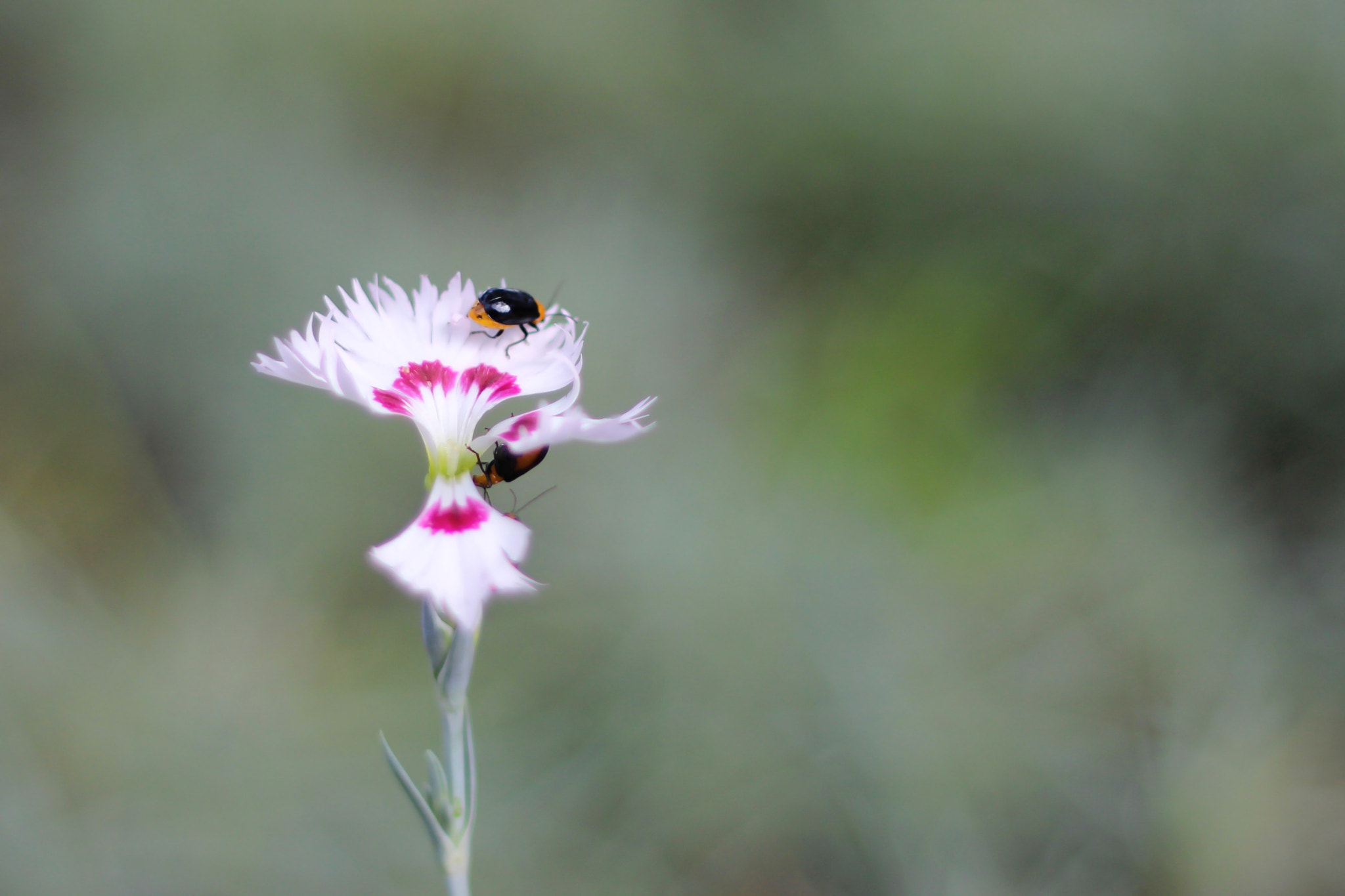 Canon EOS 600D (Rebel EOS T3i / EOS Kiss X5) + Canon EF 50mm F1.8 II sample photo. Bug photography