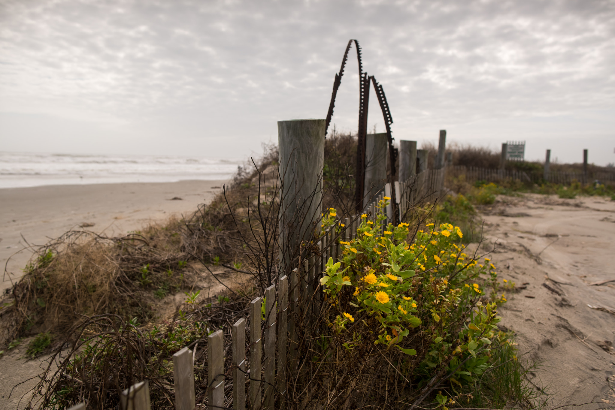 24mm F1.4 sample photo. Dune life photography