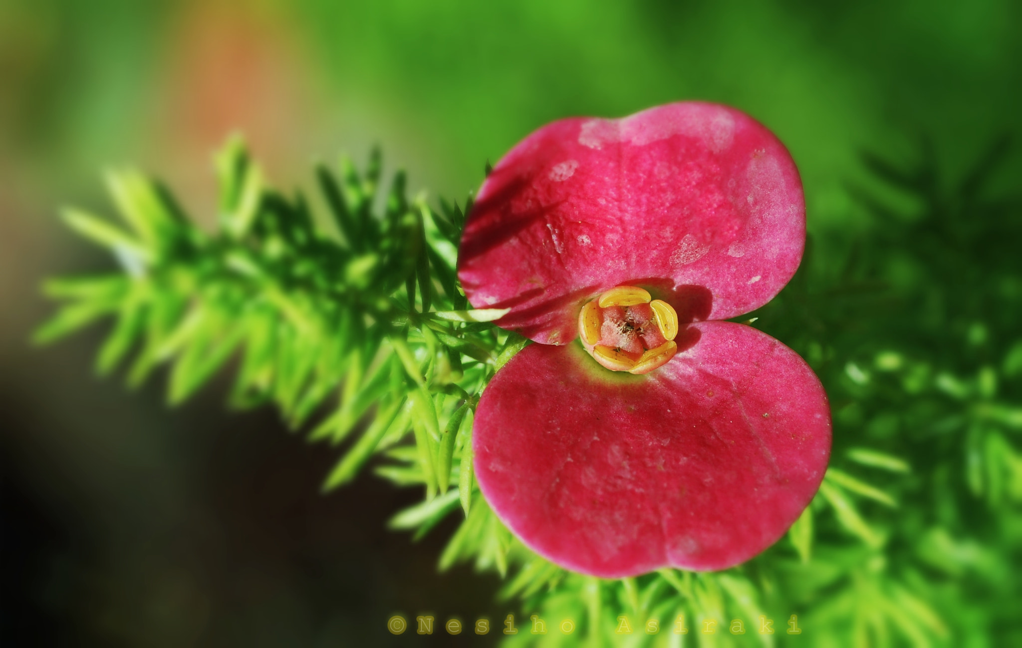 AF Micro-Nikkor 60mm f/2.8 sample photo. Pink lady photography