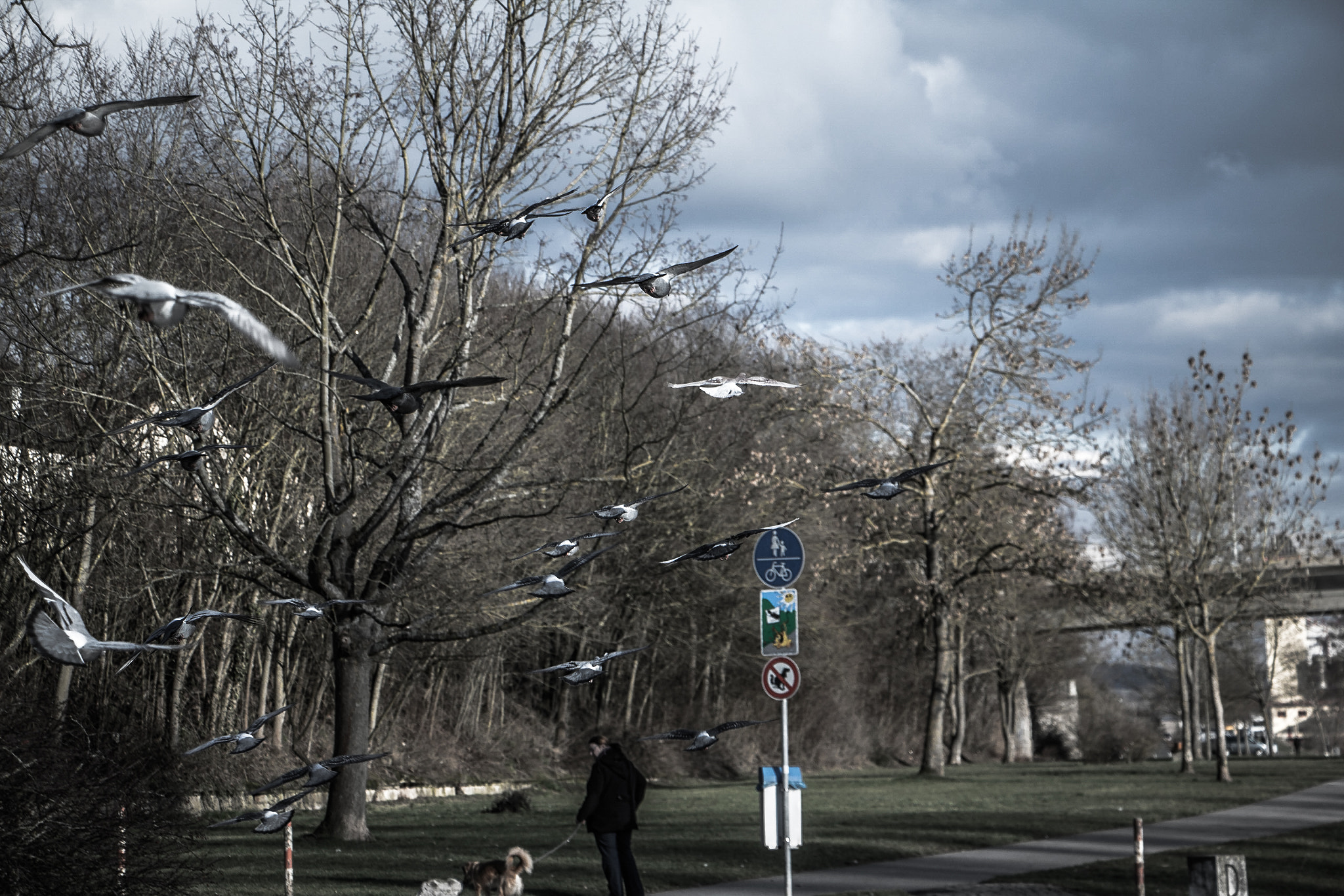 Canon EF-S 18-135mm F3.5-5.6 IS STM sample photo. Birds  photography