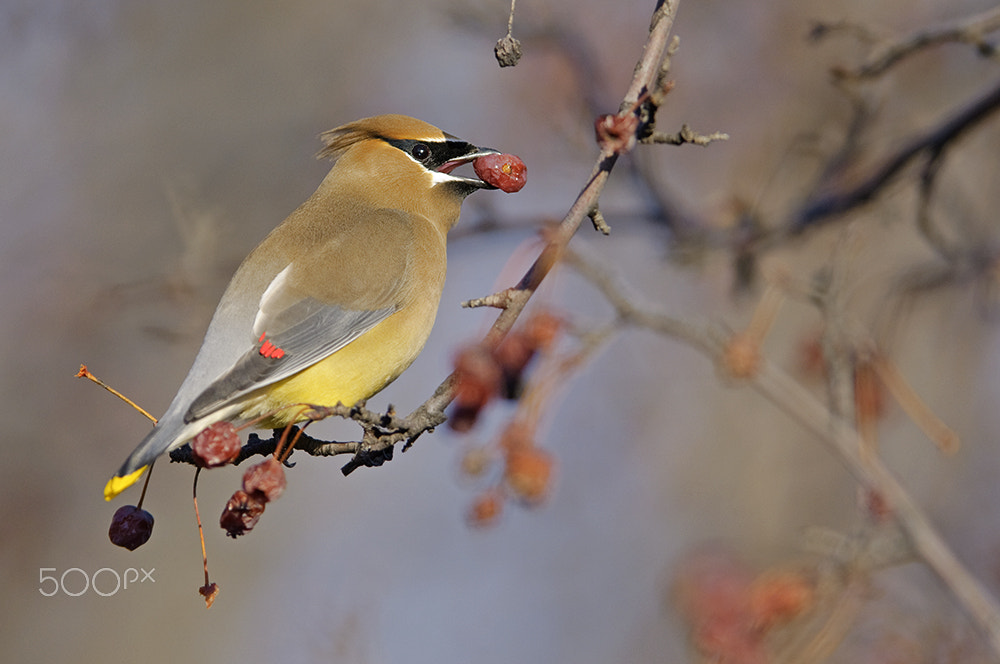 Nikon AF-S Nikkor 400mm F2.8D ED-IF II sample photo. Cedar waxwing photography