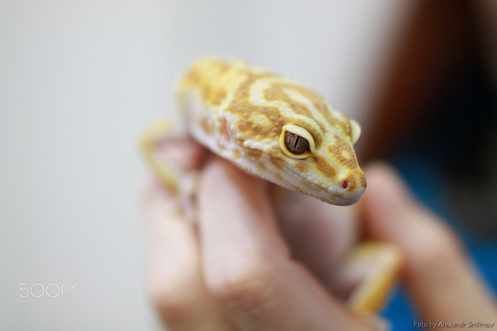 Tamron SP 45mm F1.8 Di VC USD sample photo. Животные в руках photography