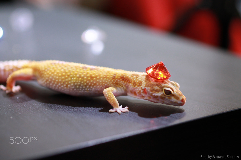 Tamron SP 45mm F1.8 Di VC USD sample photo. Животные в руках photography