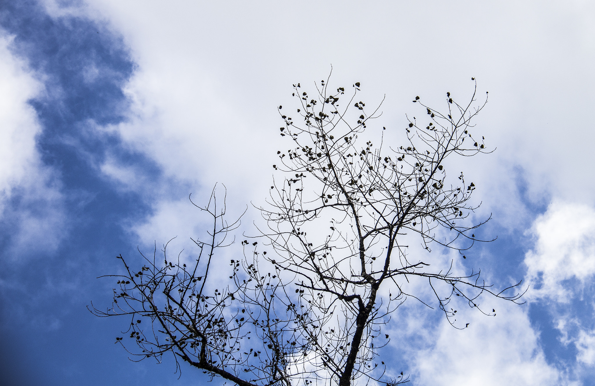 Canon EOS 650D (EOS Rebel T4i / EOS Kiss X6i) sample photo. In the sky photography