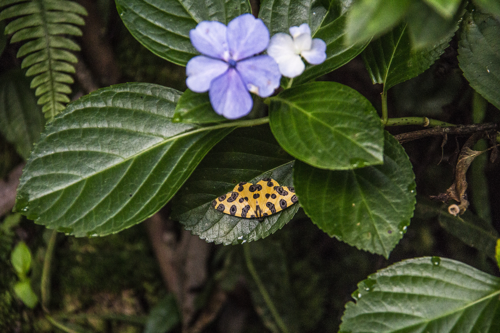 Canon EOS 650D (EOS Rebel T4i / EOS Kiss X6i) sample photo. Butterfly photography