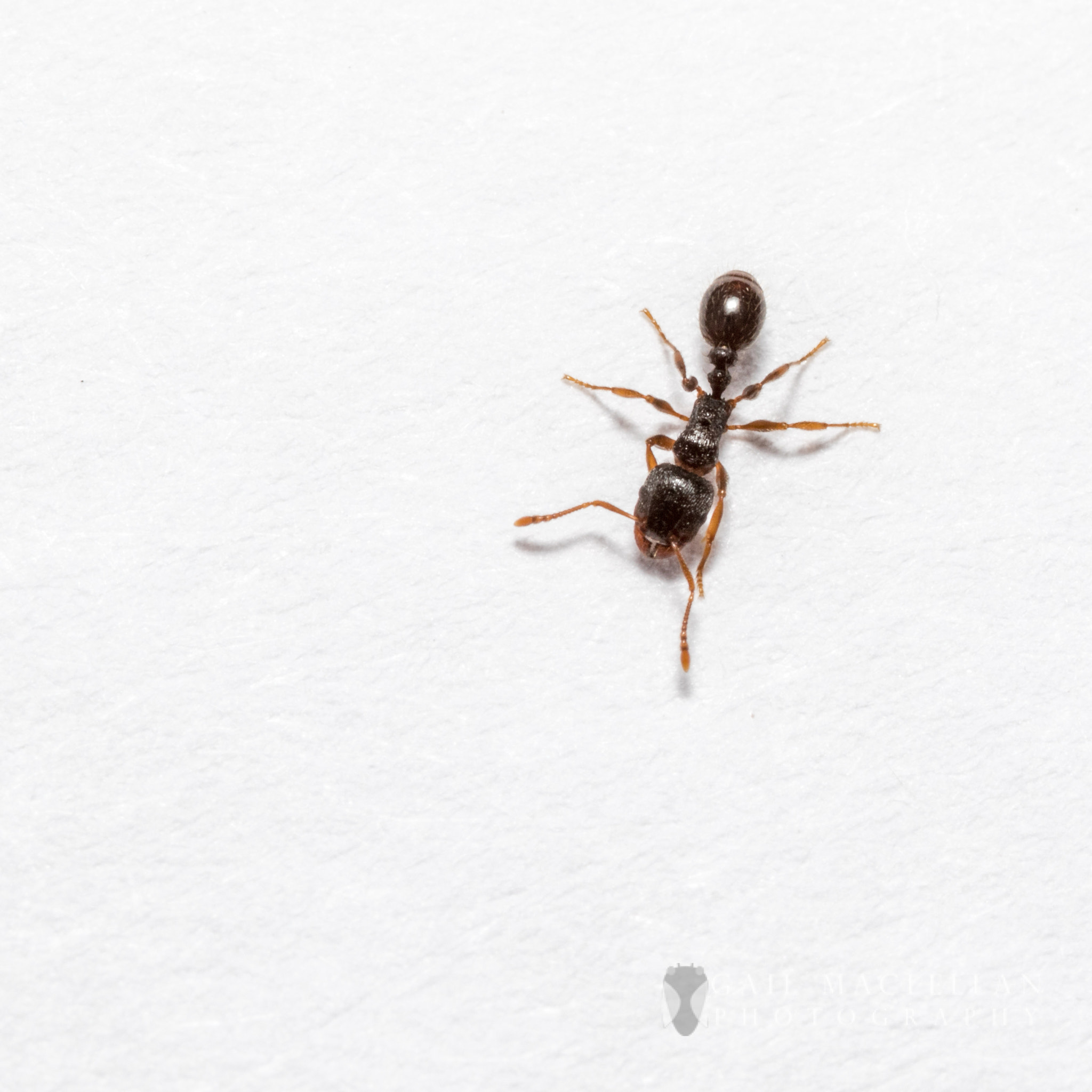 Sigma 105mm F2.8 EX DG Macro sample photo