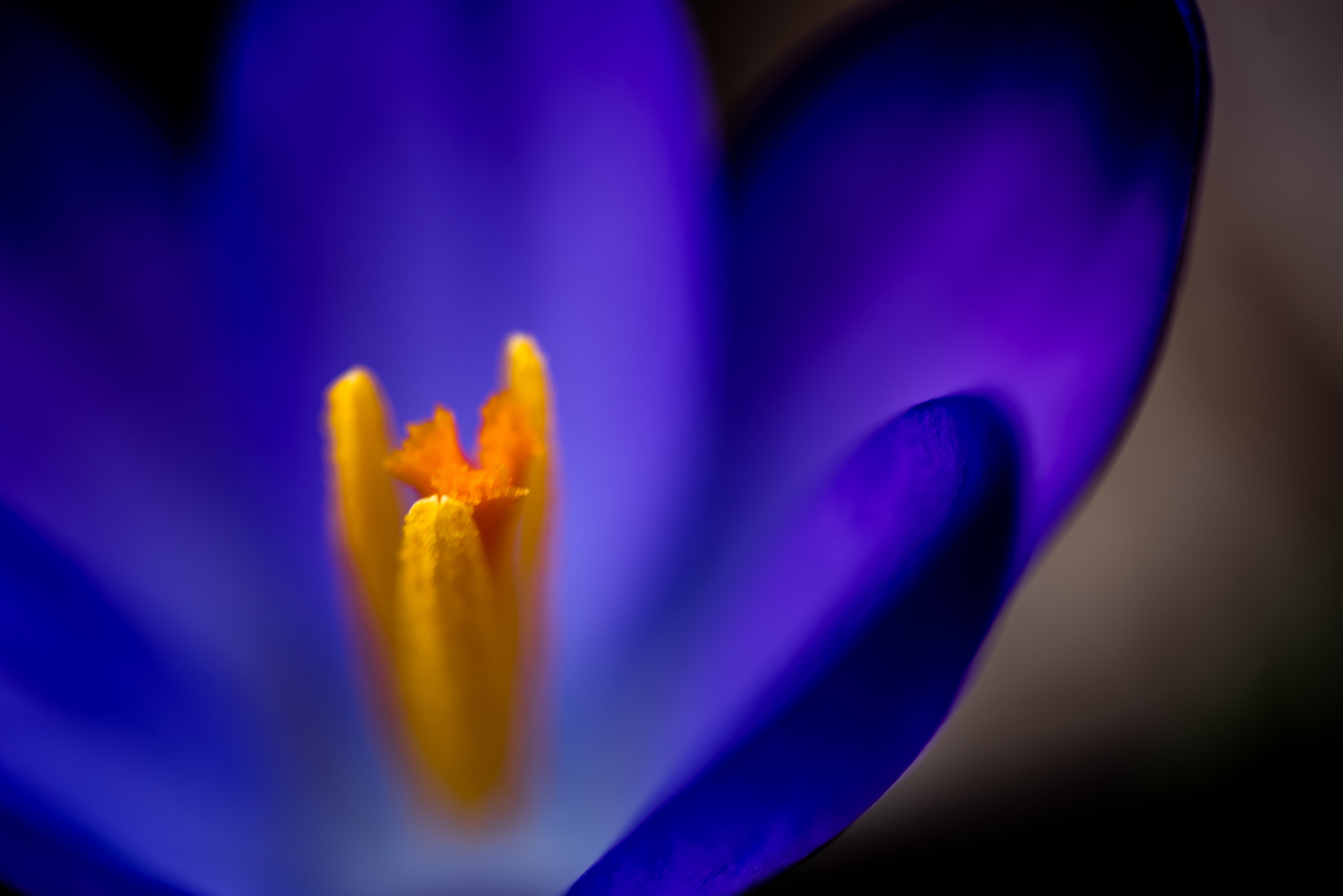 Nikon D750 + AF Micro-Nikkor 60mm f/2.8 sample photo. Soft photography