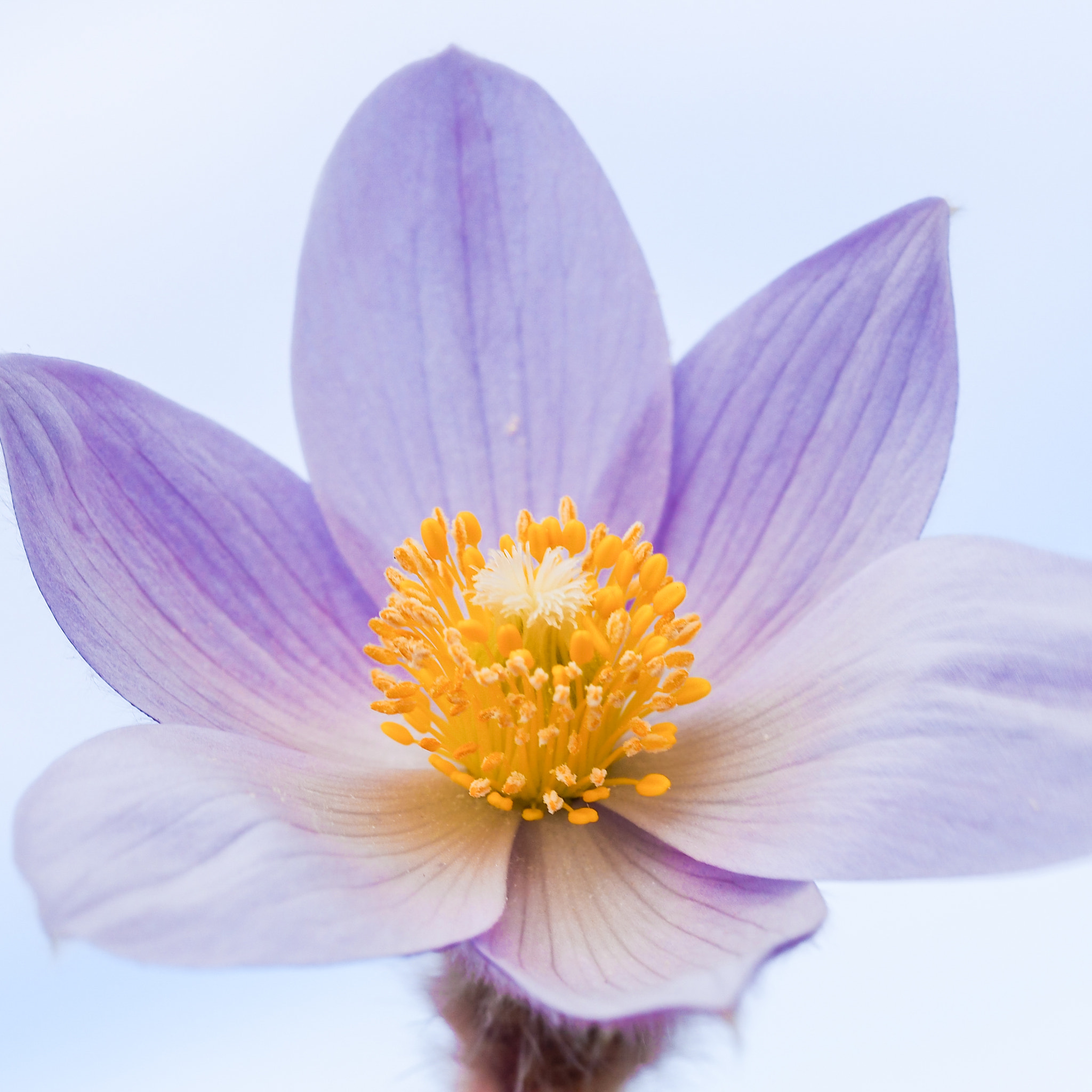 Olympus PEN E-PM2 sample photo. Crocus photography