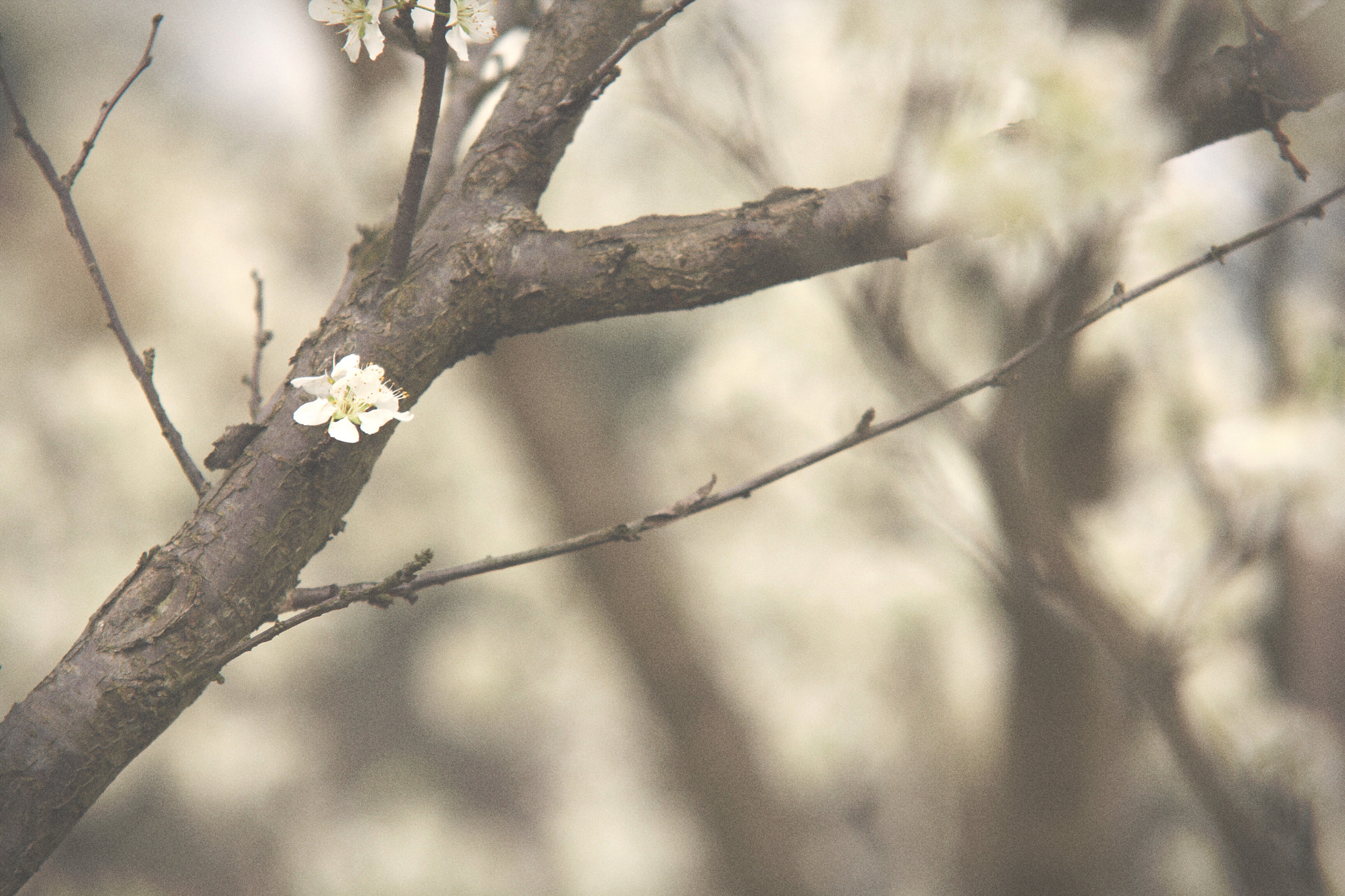 Canon 70-200mm sample photo