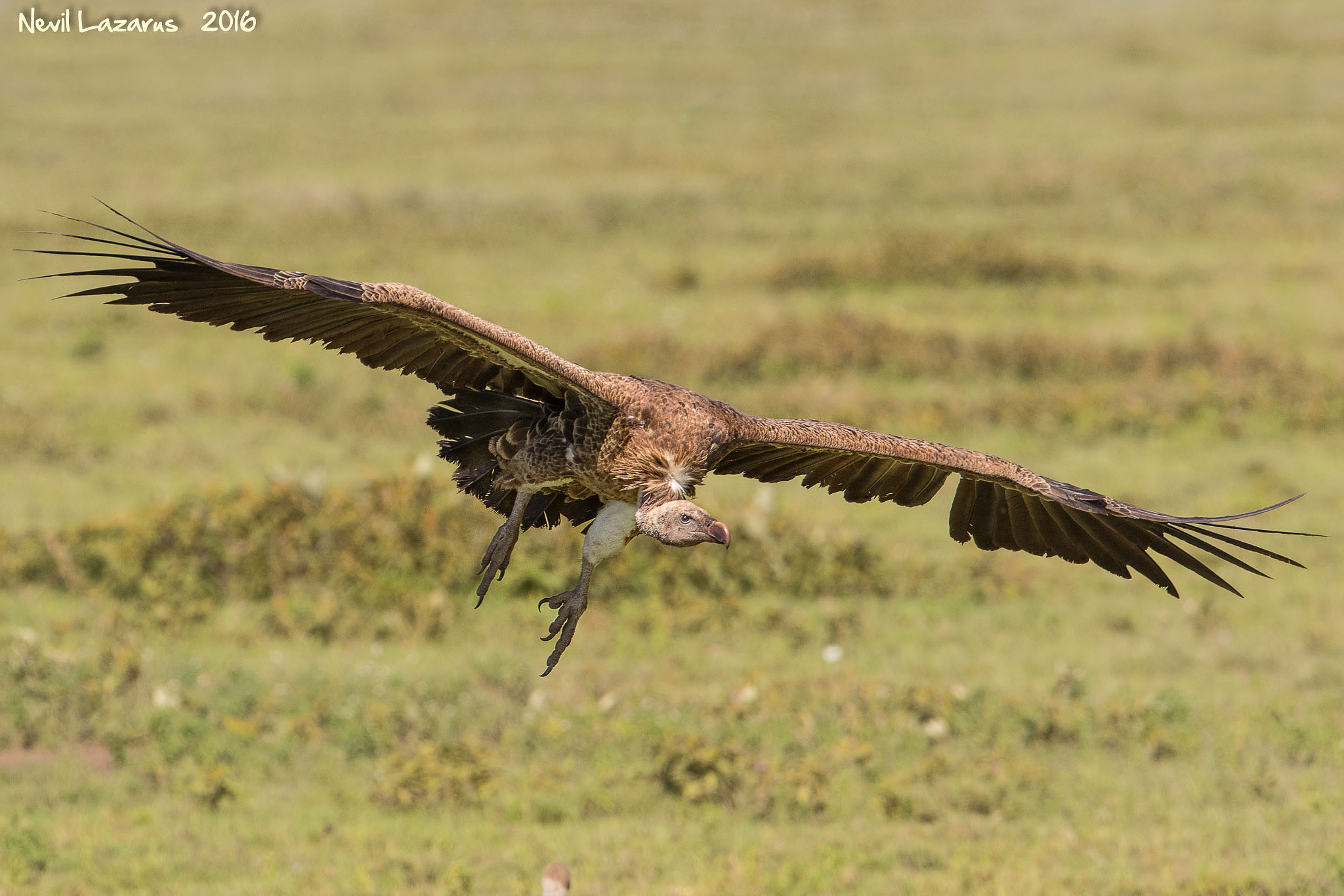 Canon EF 200-400mm F4L IS USM Extender 1.4x sample photo. Ruppels griffon vulture photography