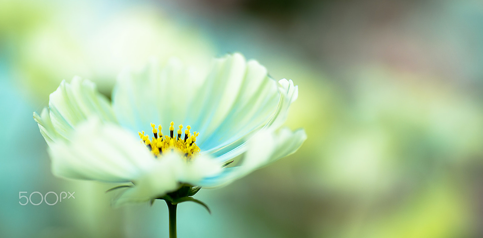 Nikon Df sample photo. Dreaming cosmos photography