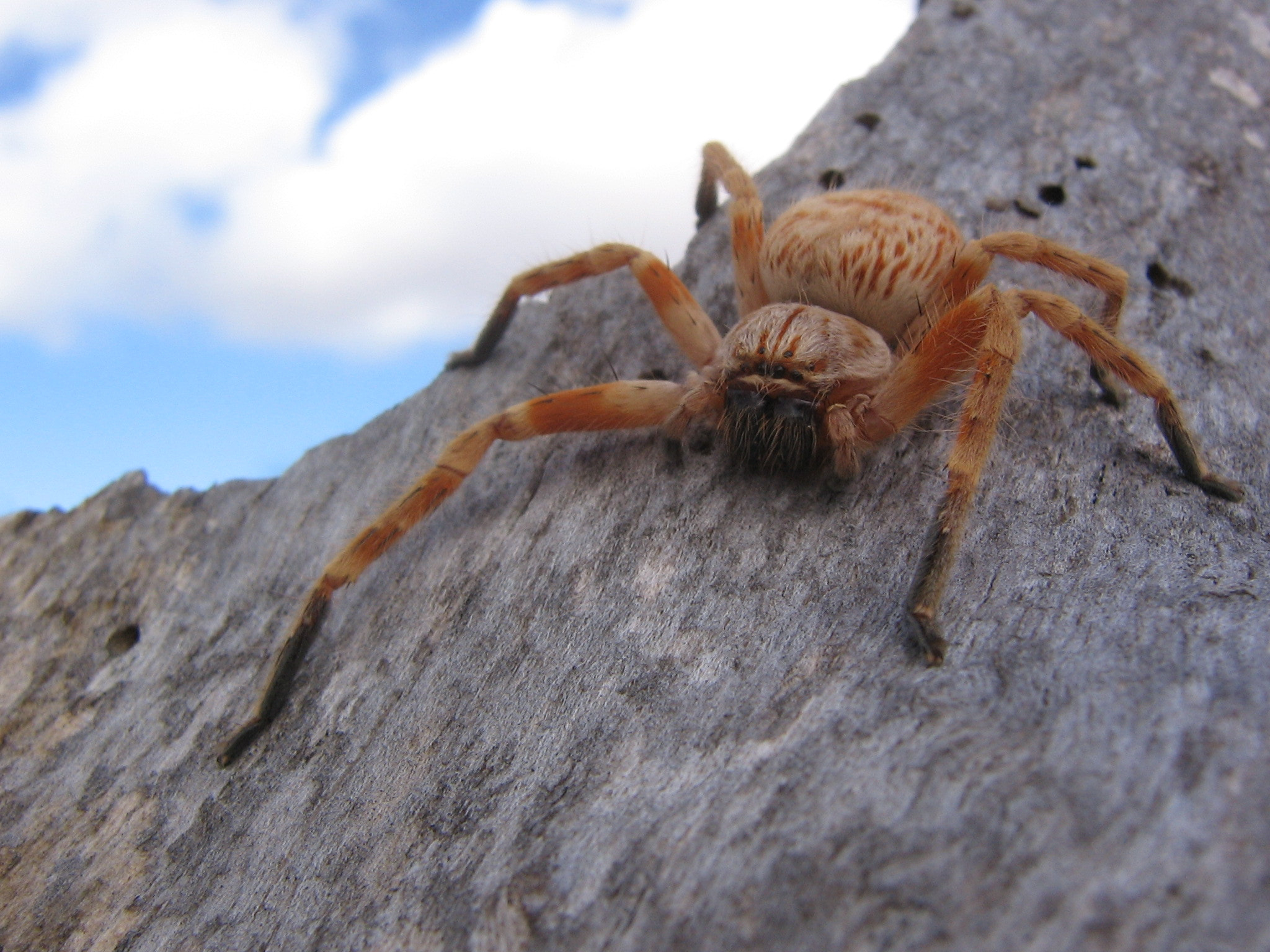 Canon POWERSHOT A410 sample photo. Itsy bitsy spider. photography