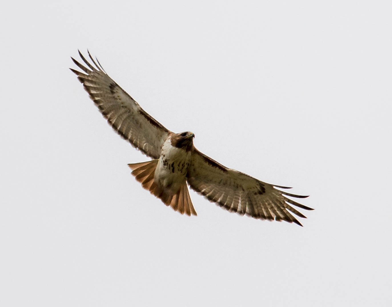 Canon EOS 750D (EOS Rebel T6i / EOS Kiss X8i) + Canon EF 100-400mm F4.5-5.6L IS USM sample photo. Red-tail hunt photography