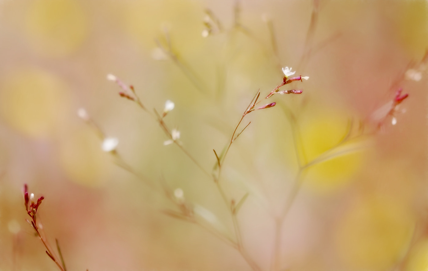 Sigma 105mm F2.8 EX DG OS HSM sample photo. Buttercup photography