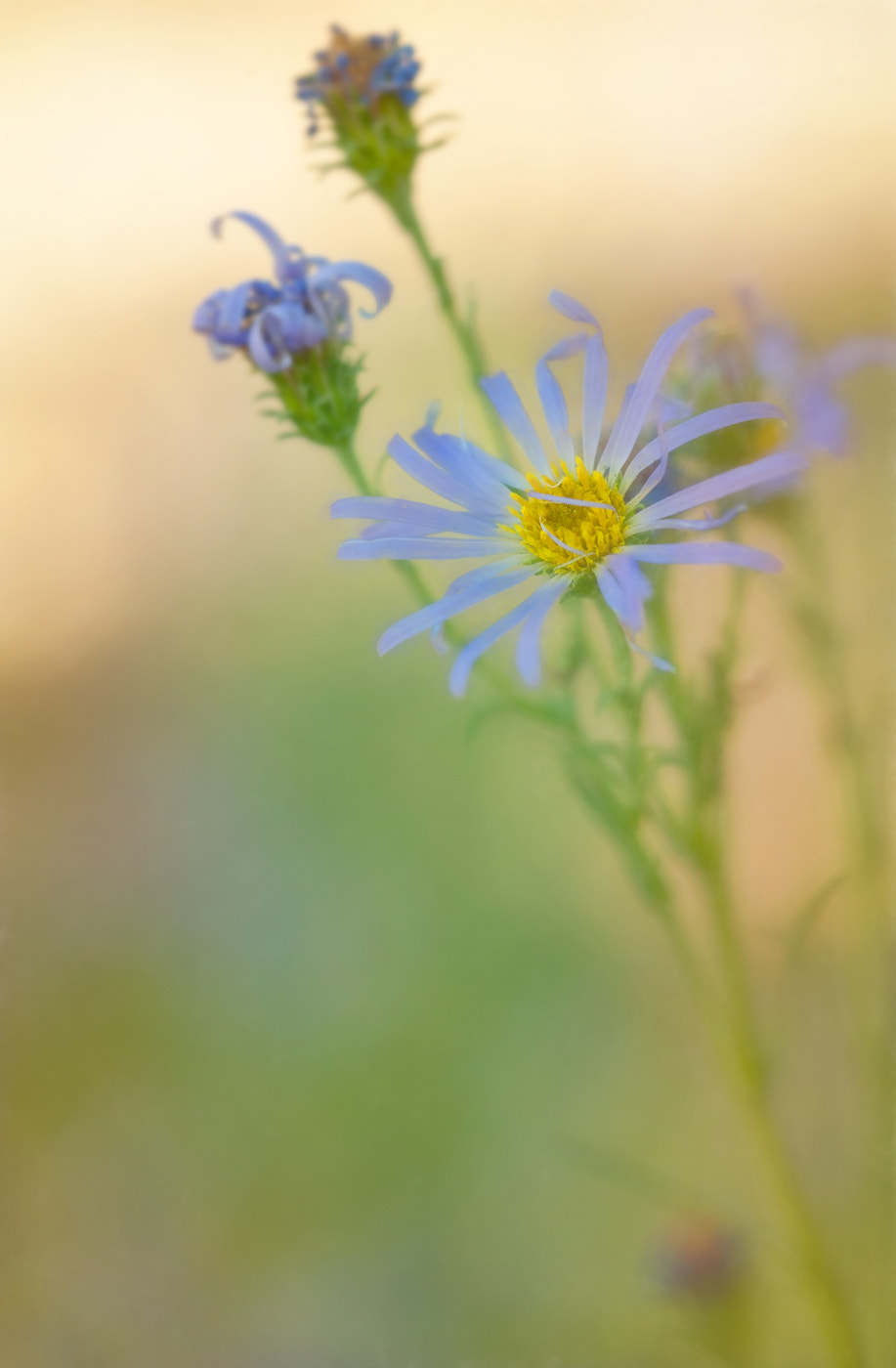 Sigma 105mm F2.8 EX DG OS HSM sample photo. Mauve photography