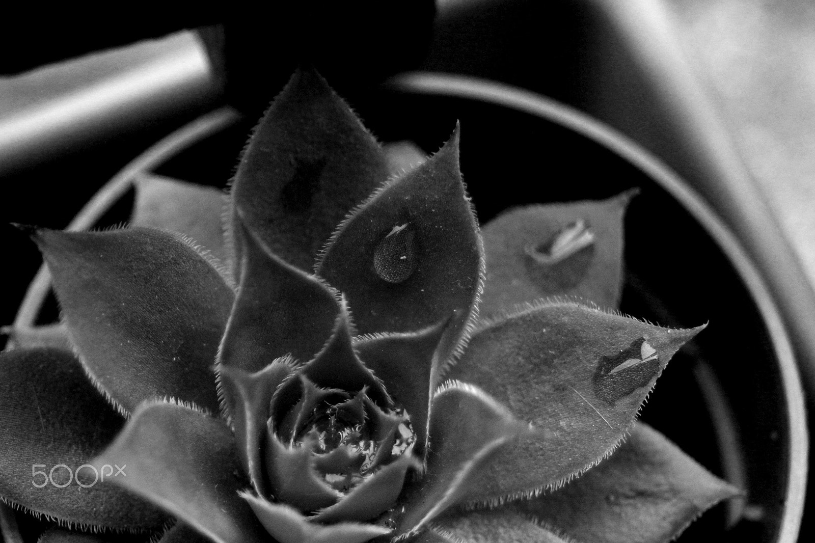 Canon EF 28-80mm f/3.5-5.6 USM IV sample photo. Succulent in white photography