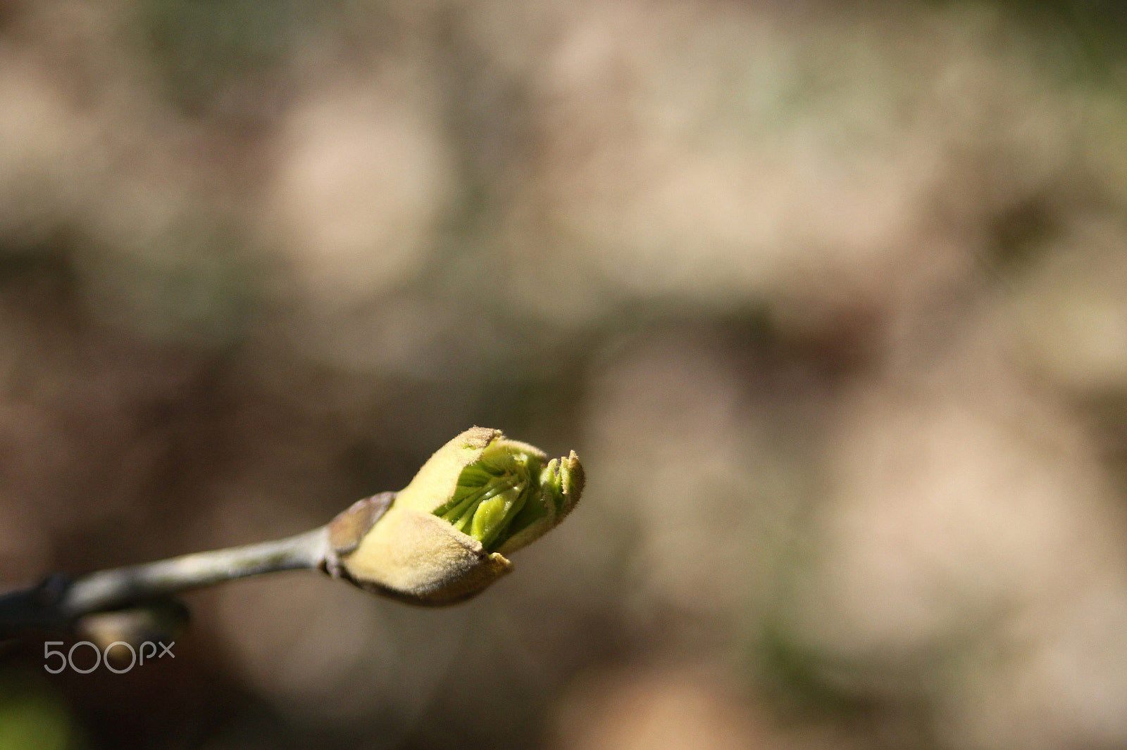 Canon EF 28-80mm f/3.5-5.6 USM IV sample photo. 16784160720.jpg photography