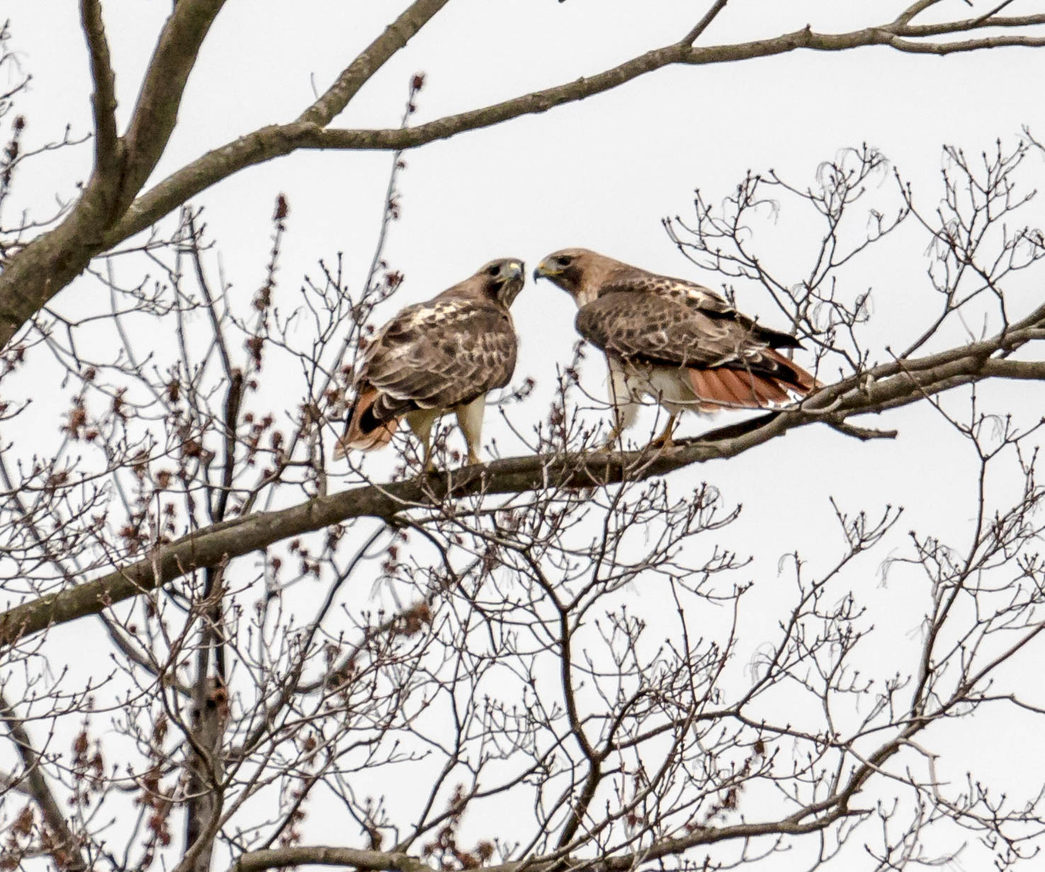 Canon EF 100-400mm F4.5-5.6L IS USM sample photo. Spring love photography