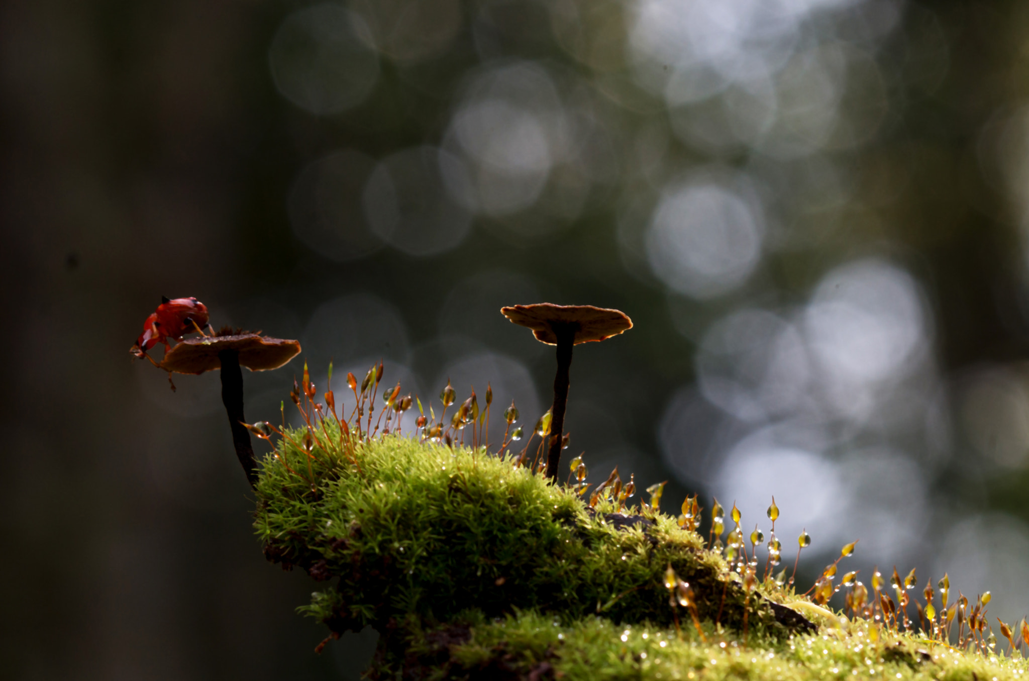 Canon EF 100mm F2.8 Macro USM sample photo. Mushrooms and dew photography