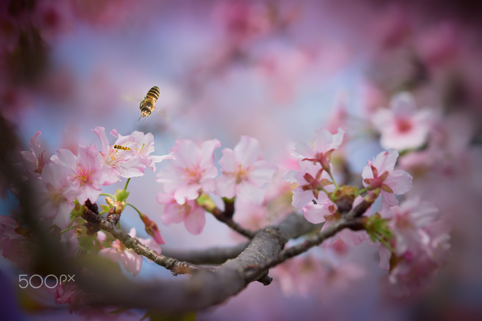 Sony Sonnar T* 135mm F1.8 ZA sample photo. ～ with spring blossoms ～ photography